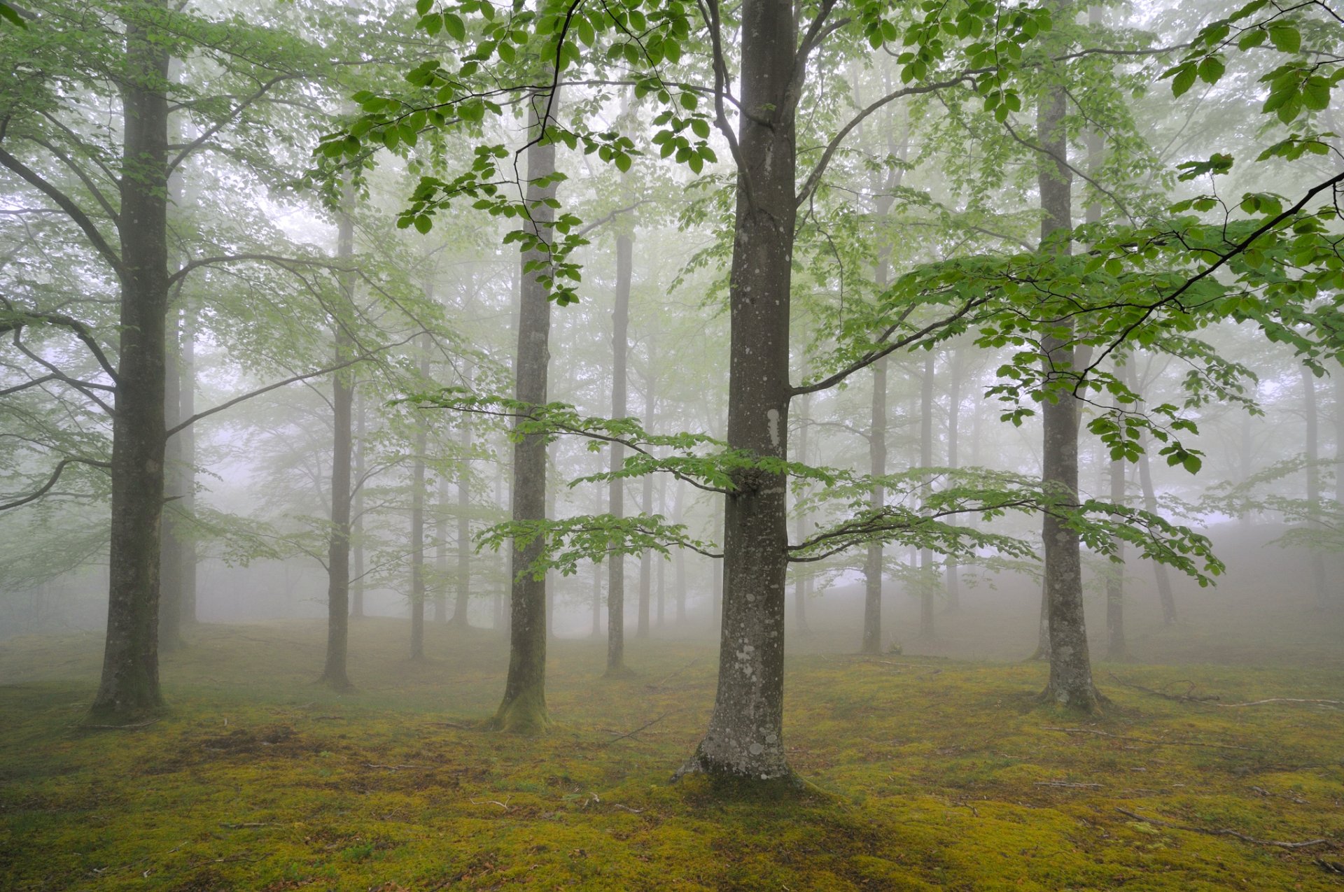 natura las mgła drzewa liście maj