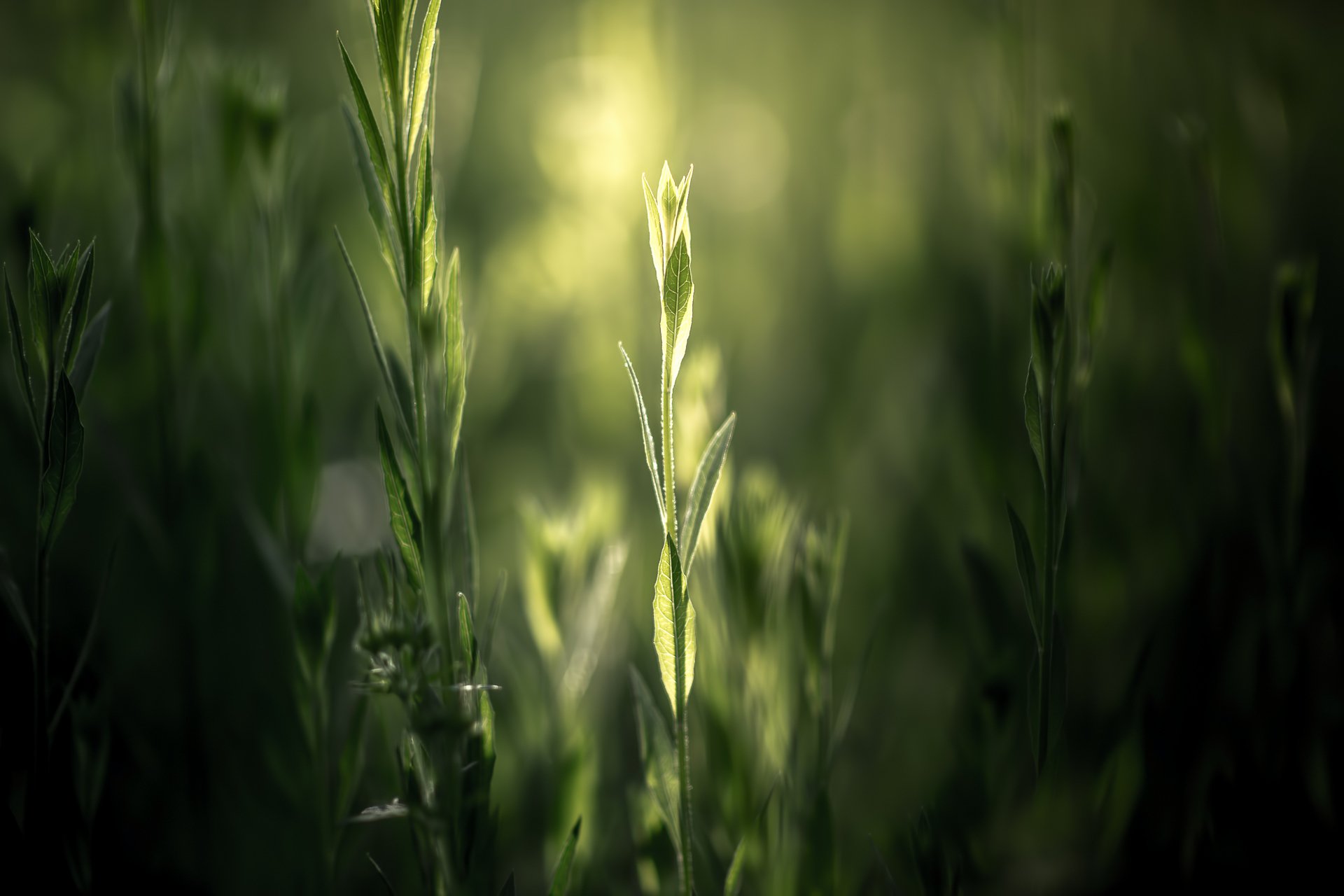 grün pflanzen natur