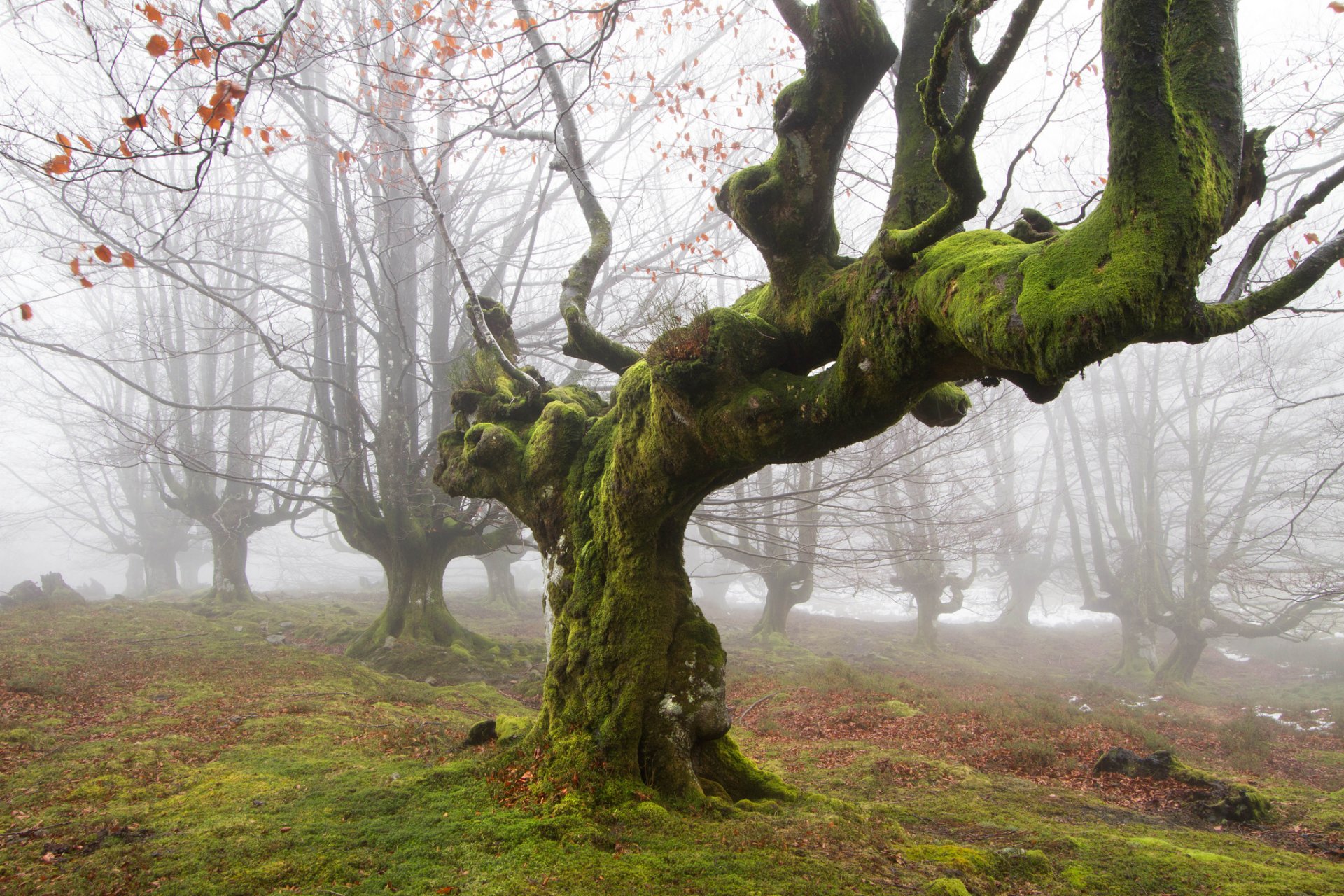 naturaleza británico bosques árbol musgo mañana