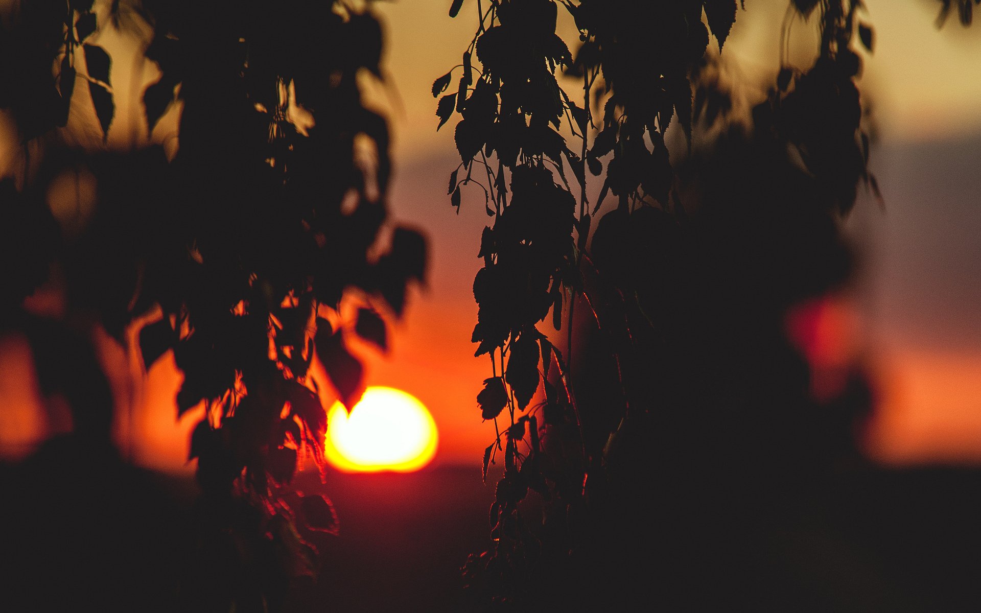 sol puesta de sol follaje ramas estado de ánimo paisaje