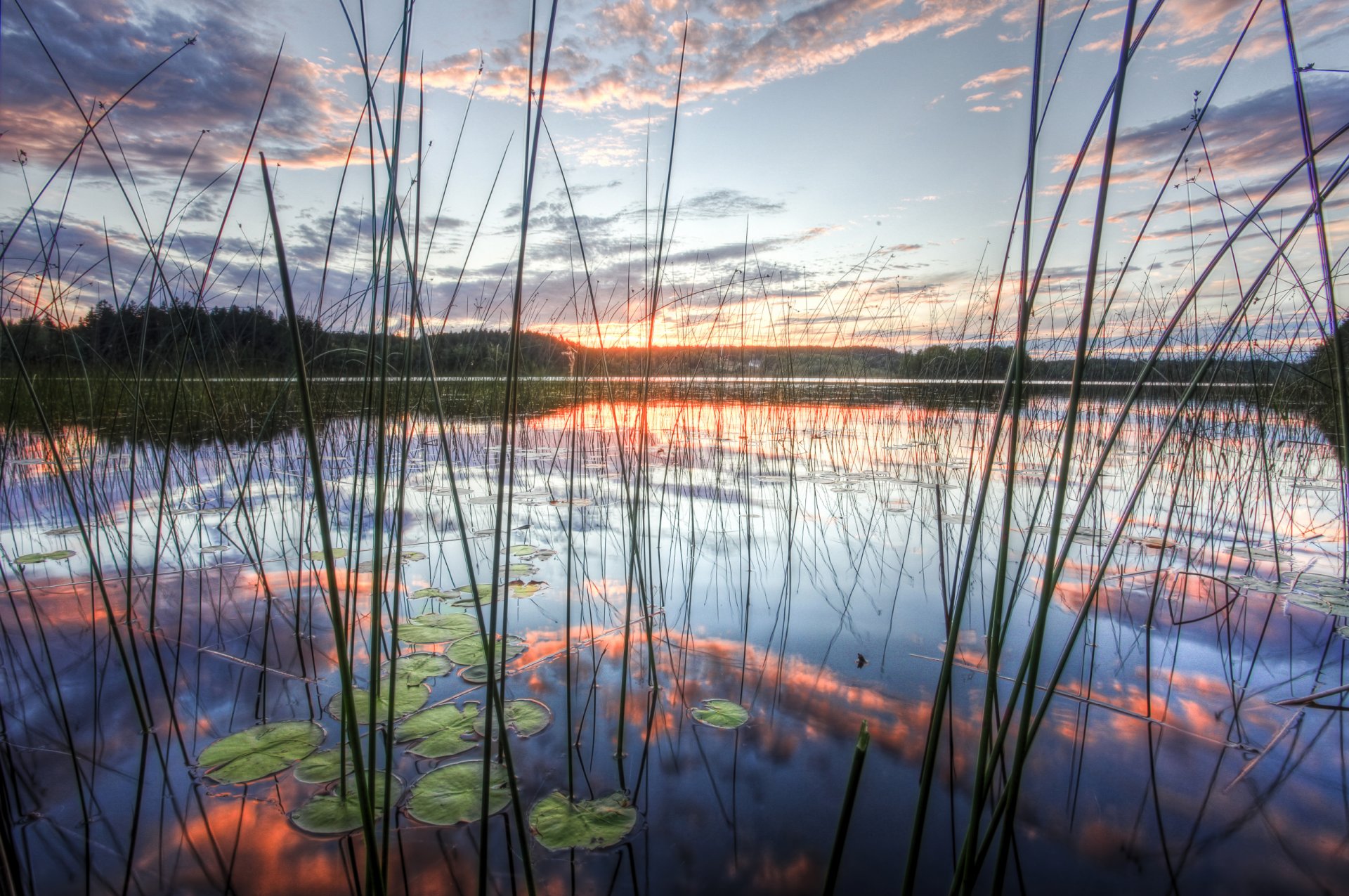 nature lake reeds reflection sky