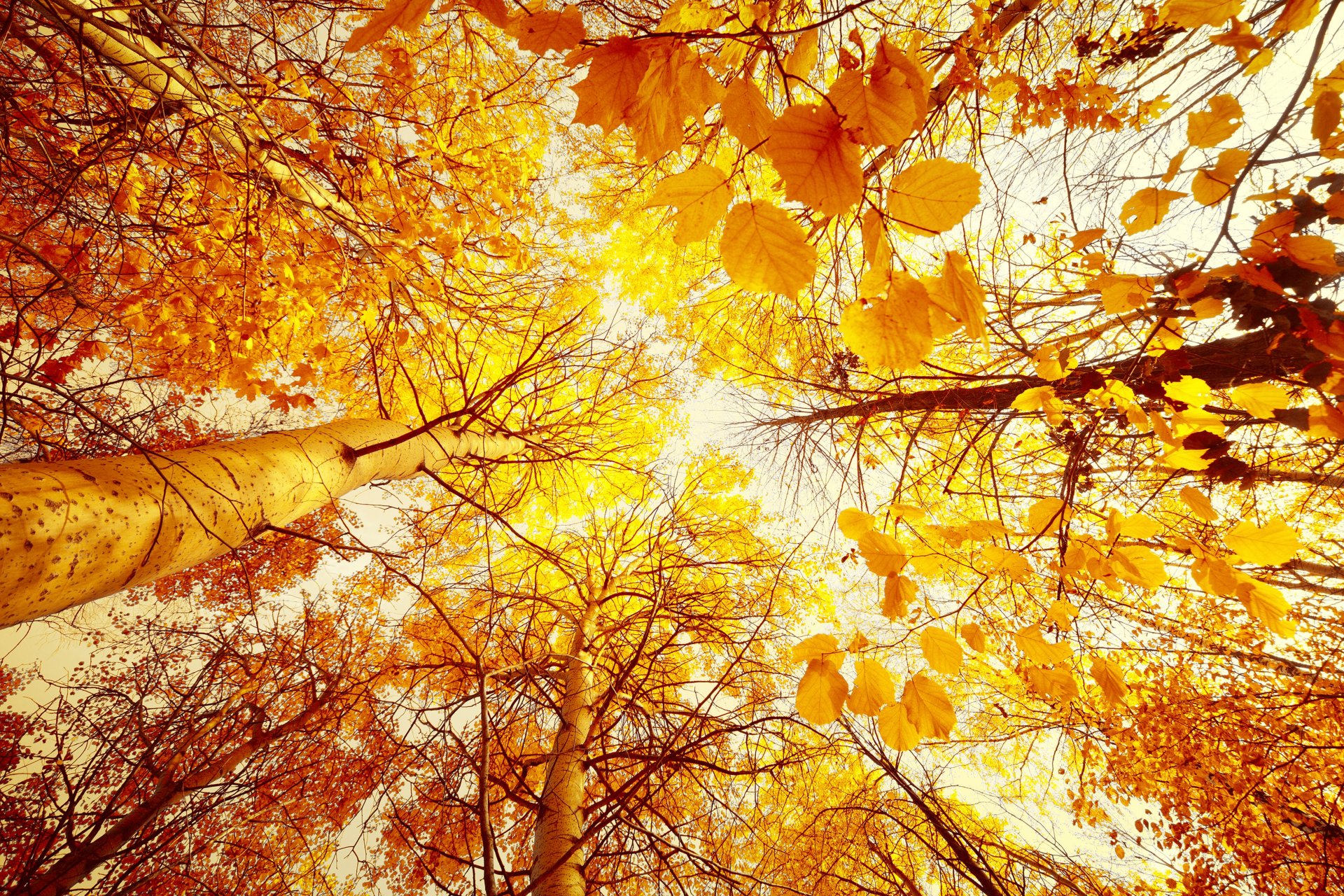 otoño árboles de abajo hacia arriba hojas amarillo bosque sol cielo paisaje