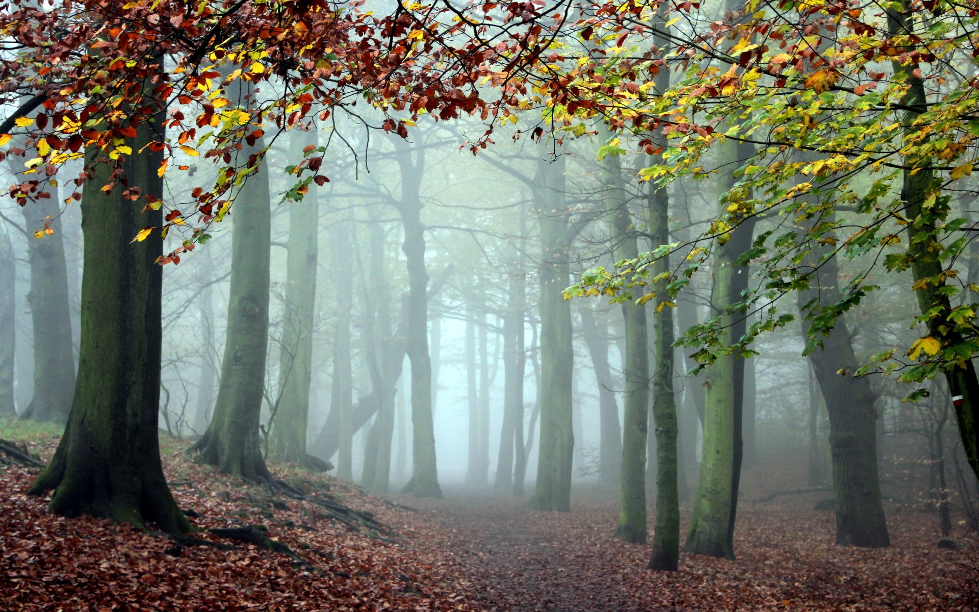 foresta natura nebbia alberi