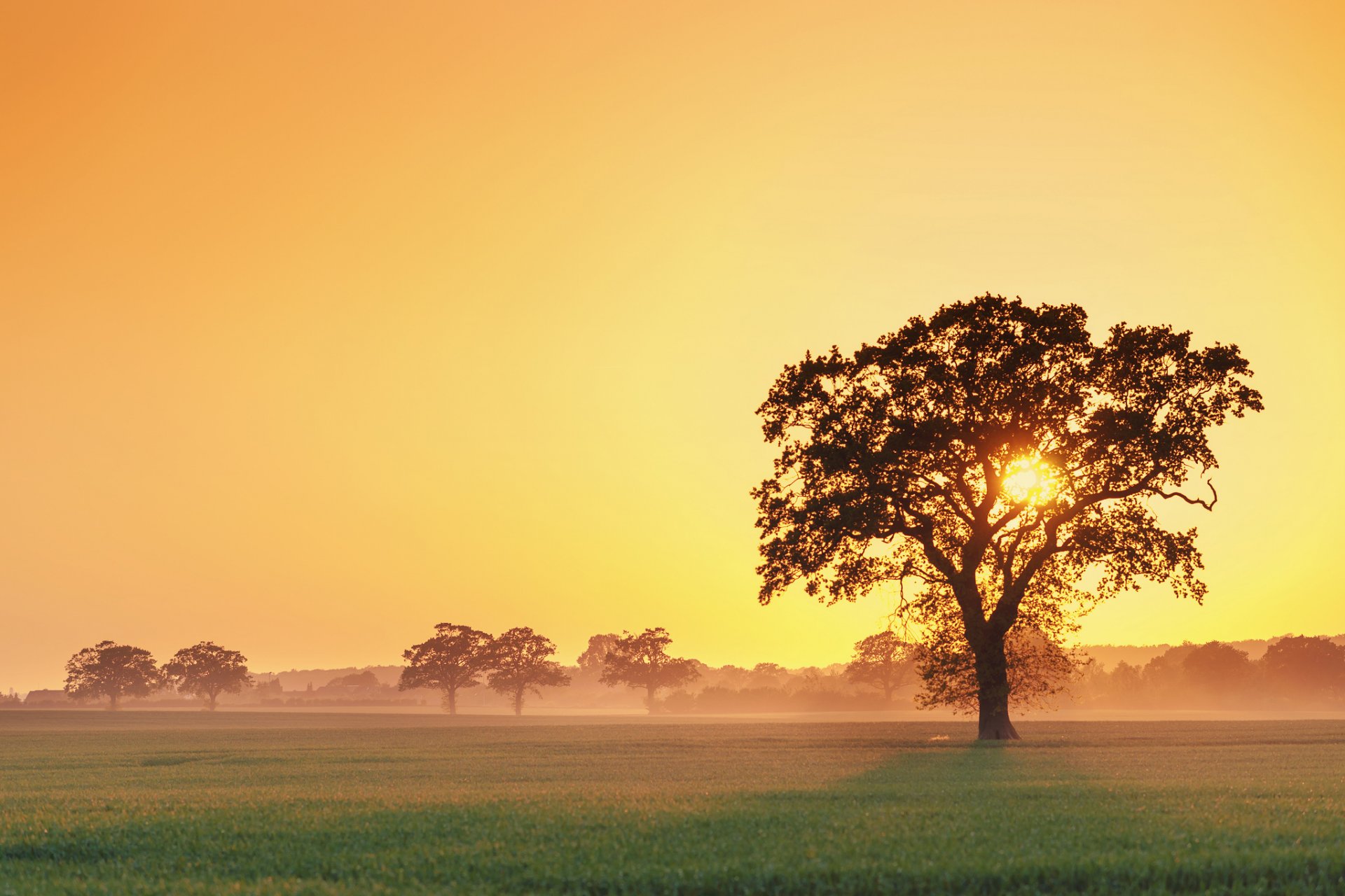 tree sunset fog