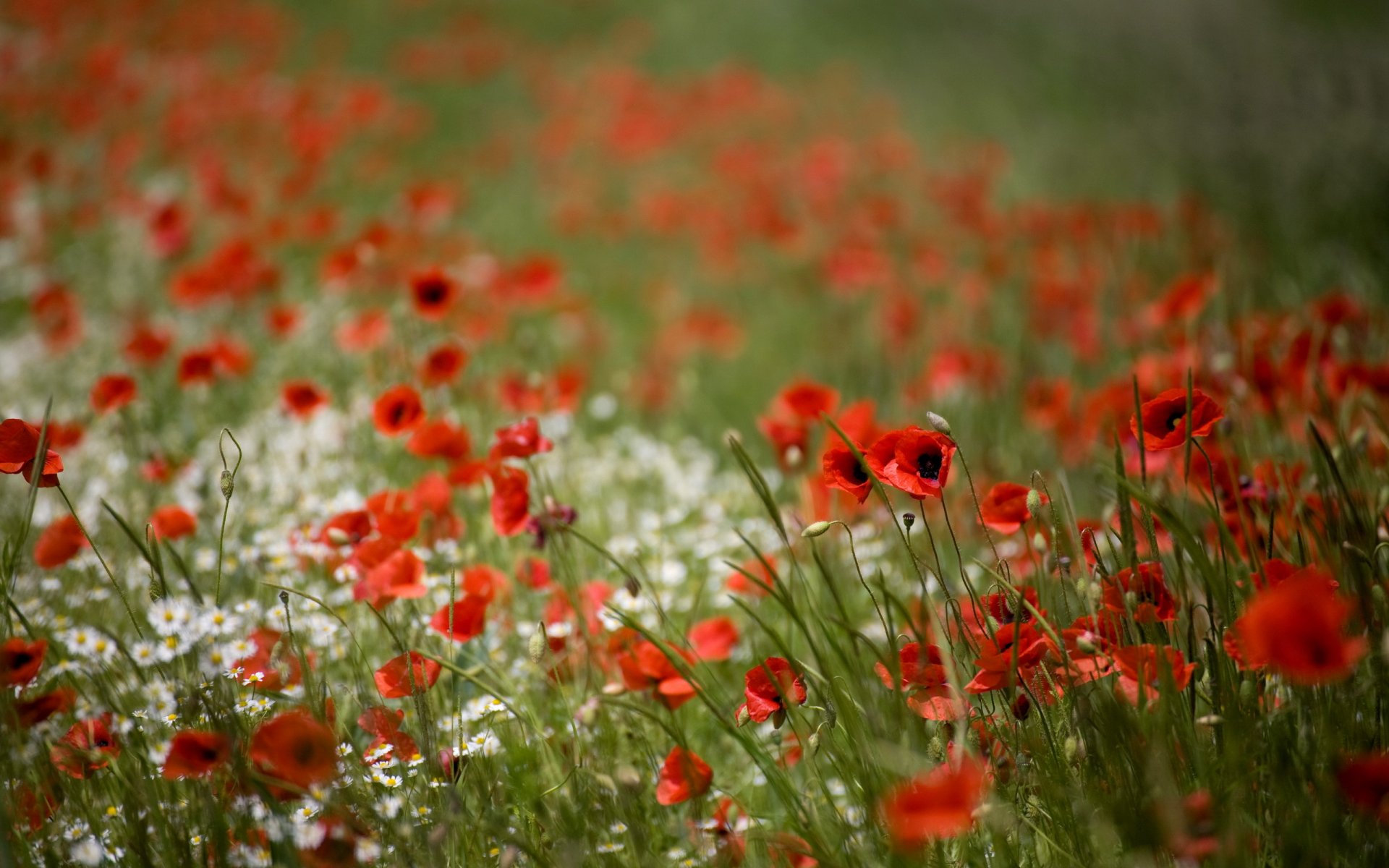 feld mohnblumen natur