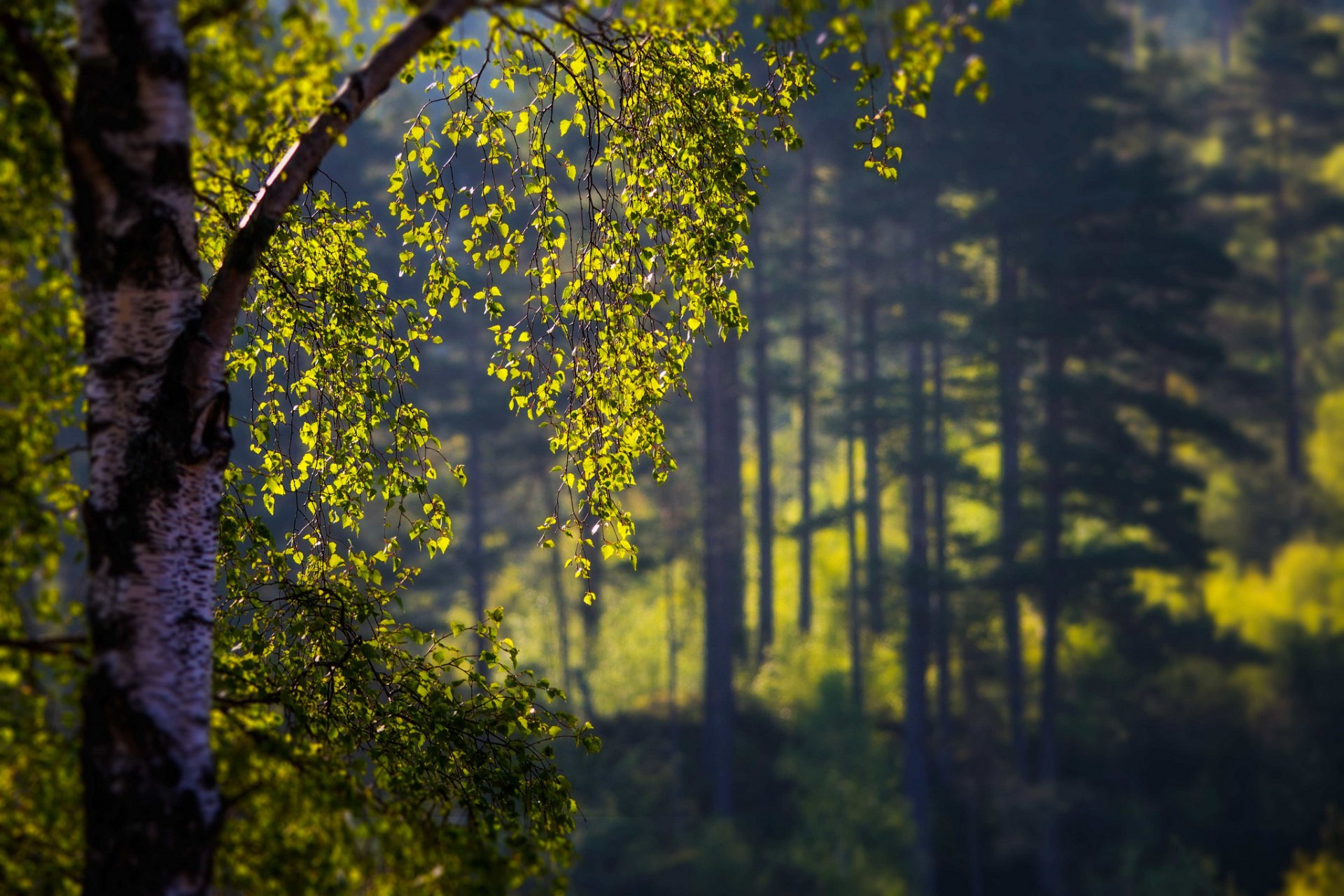 albero foglie sfocatura