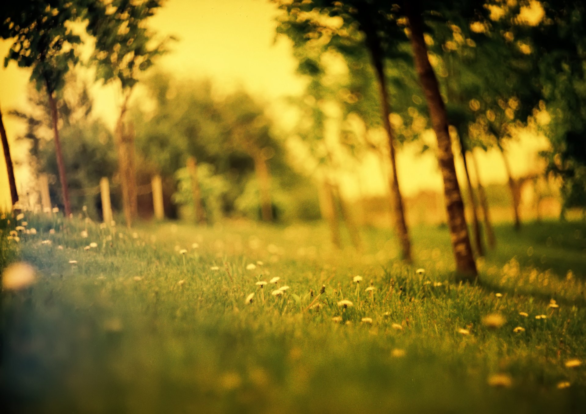 feld wald lichtung sommer gras löwenzahn