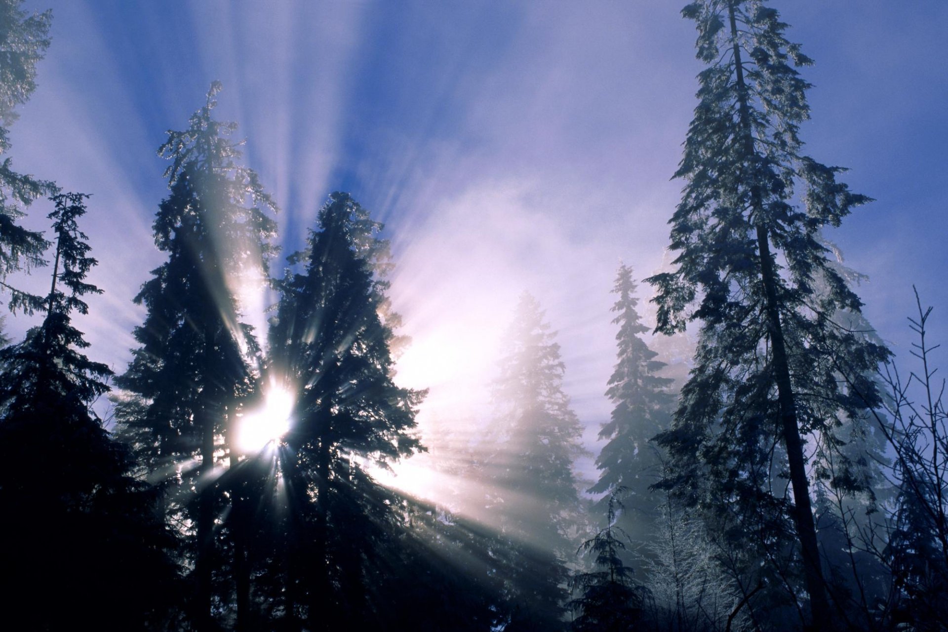 hiver arbres neige rayons du soleil forêt