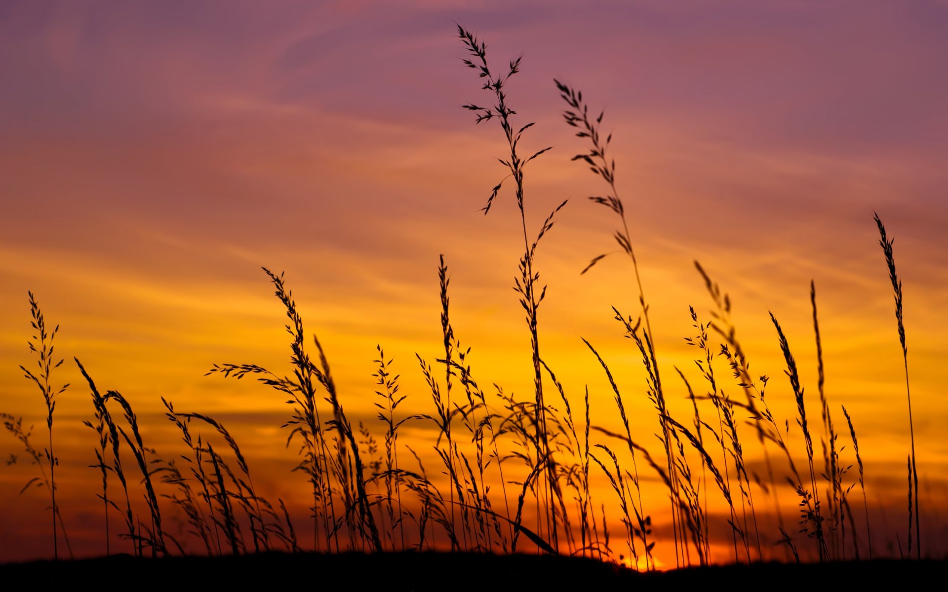 tramonto sole cielo campo erba lilla