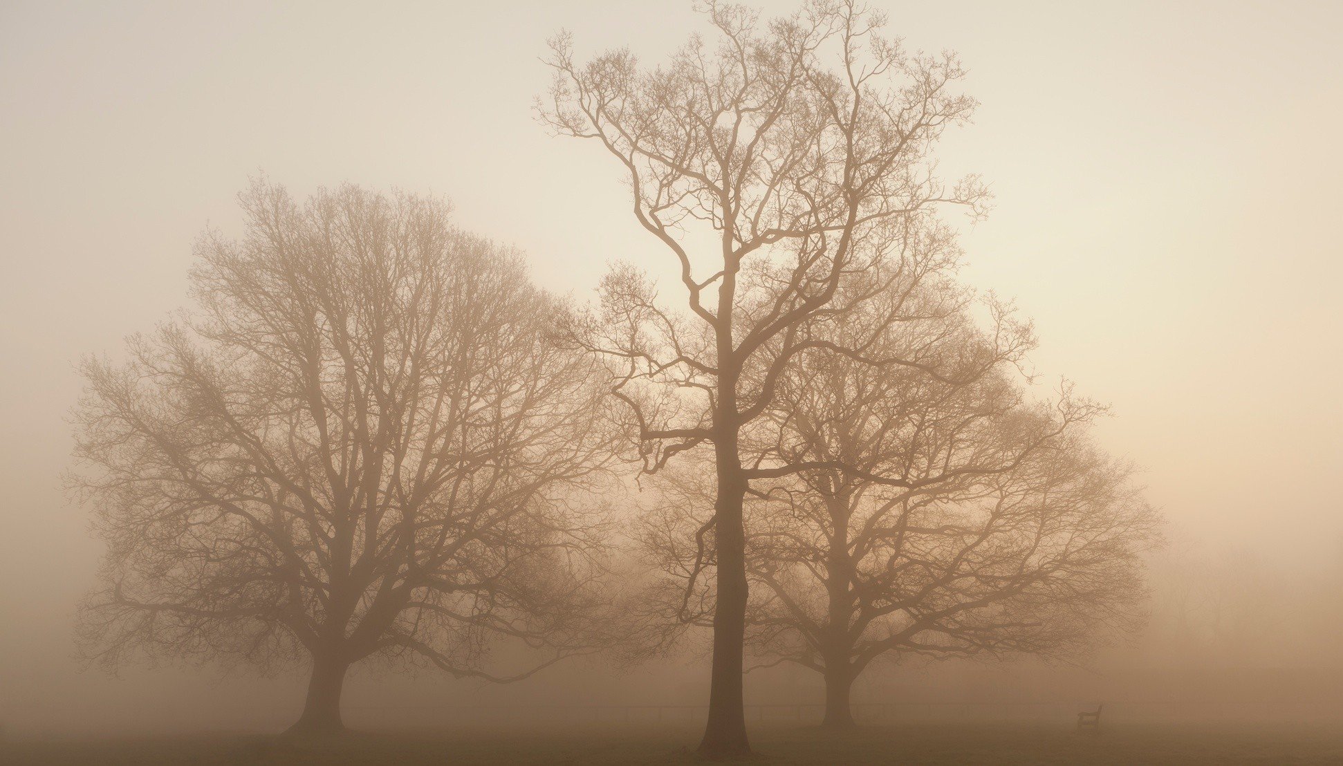 arbres brouillard herbe banc banc automne