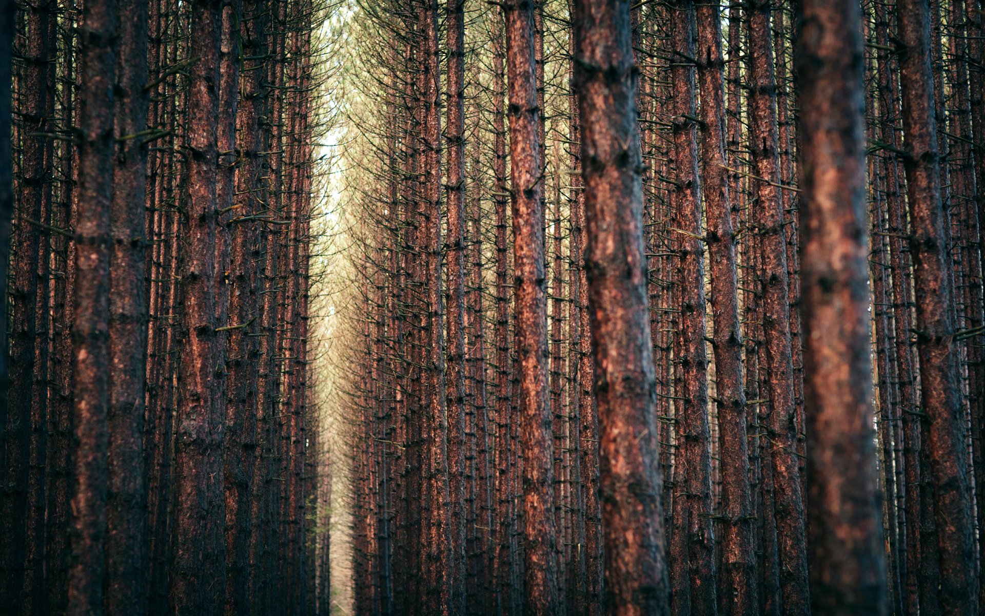 naturaleza paisaje bosque árboles ramas ramas 2560x1600