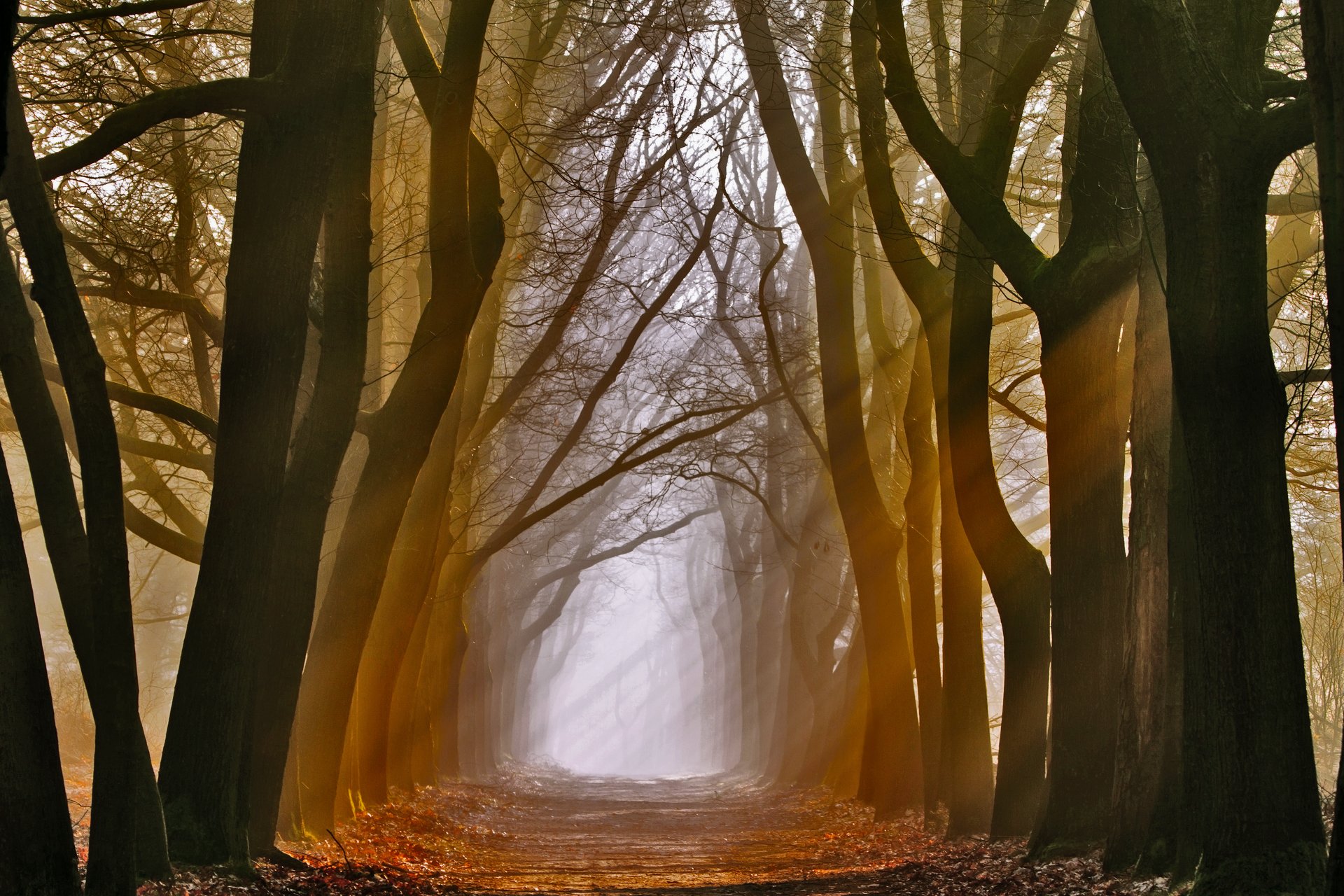 natura alberi luce raggi vicolo