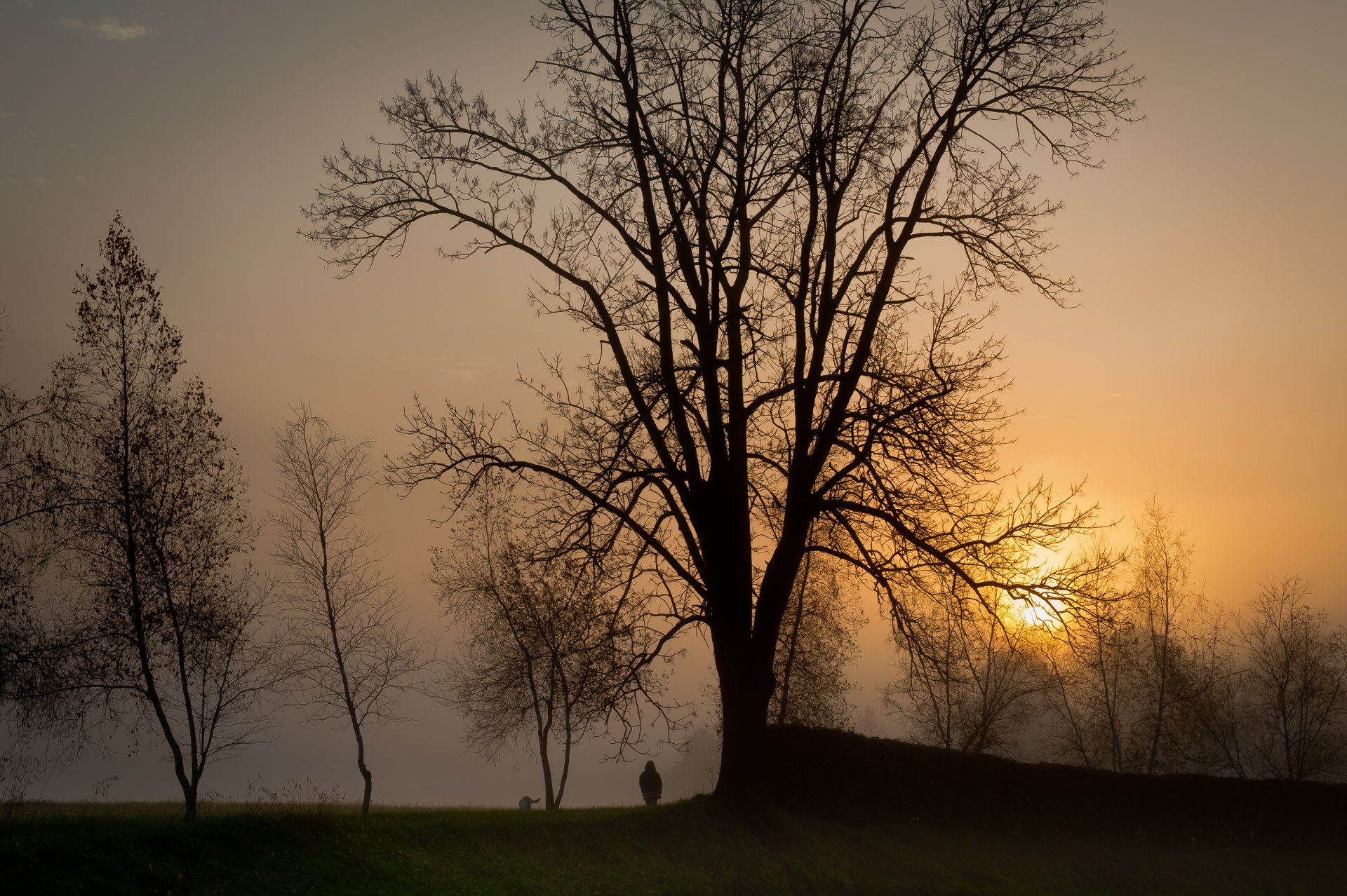 sera sole tramonto alberi nebbia passeggiata sagome uomo cane