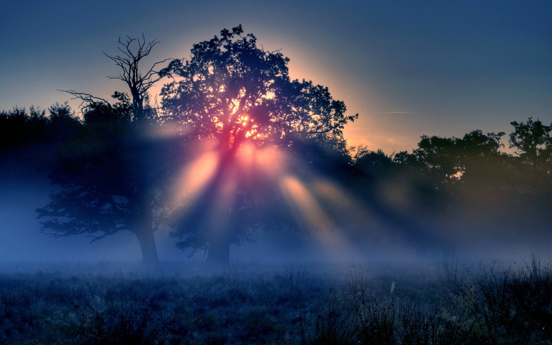 morgennebel sonne strahlen bäume natur