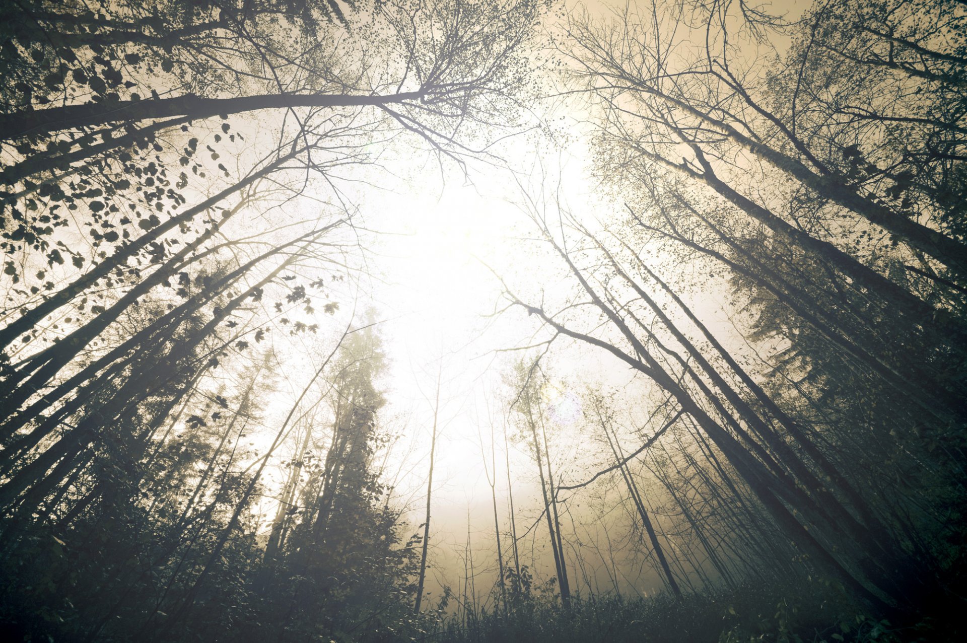 nature fog haze forest tree sky