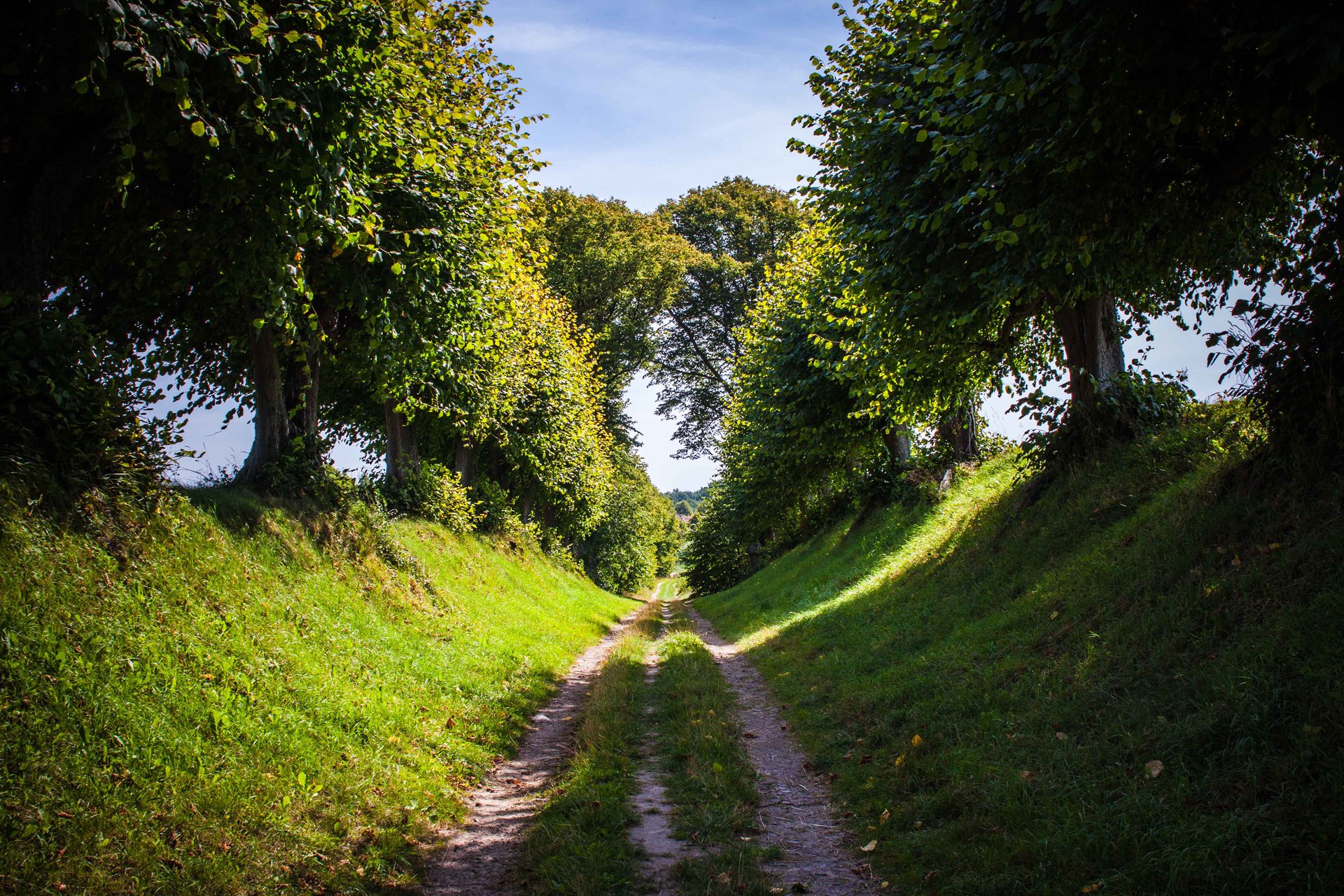 nature summer road tree grass sky