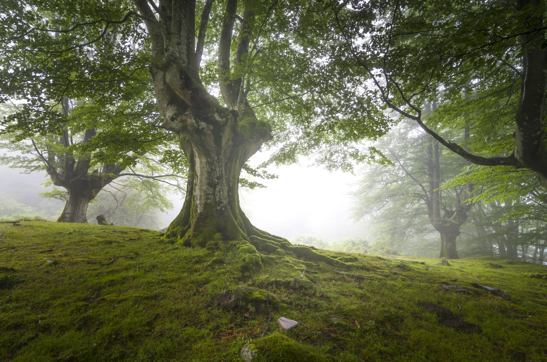 natur wald großbritannien dunst