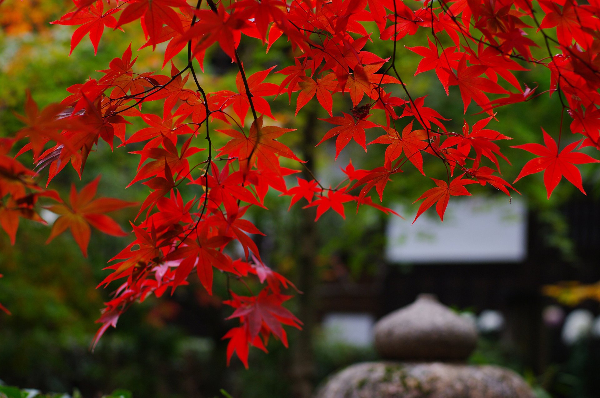 naturaleza japón jardín ramas follaje rojo