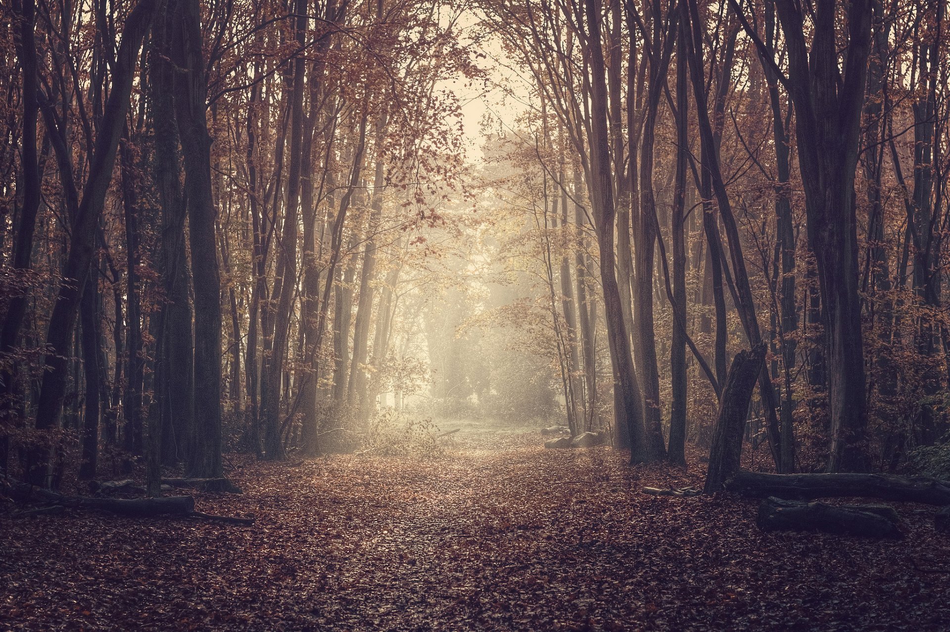 natur wald straße laub