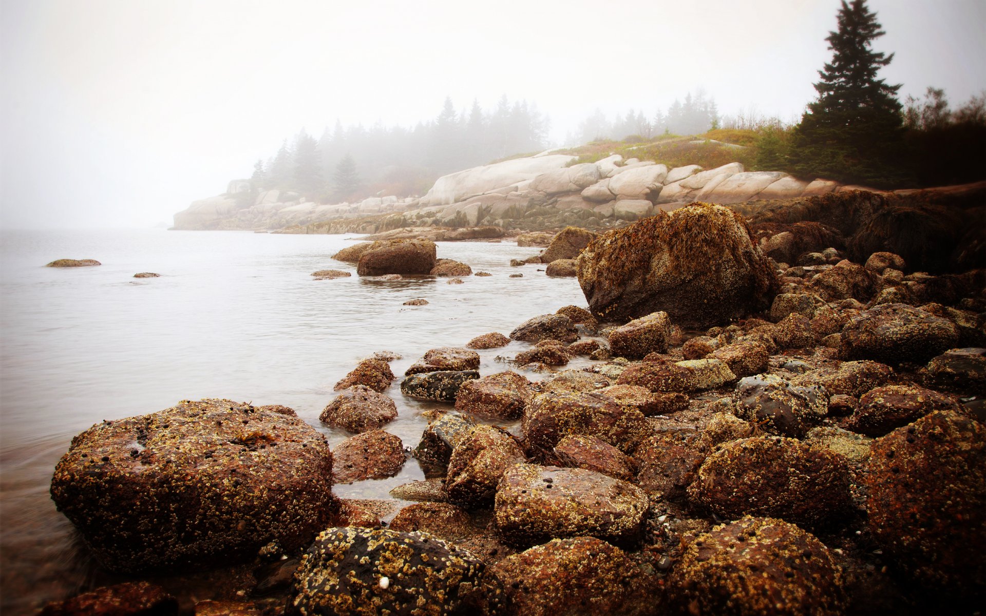 natura nuova inghilterra mattina mare acqua rocce foresta nebbia