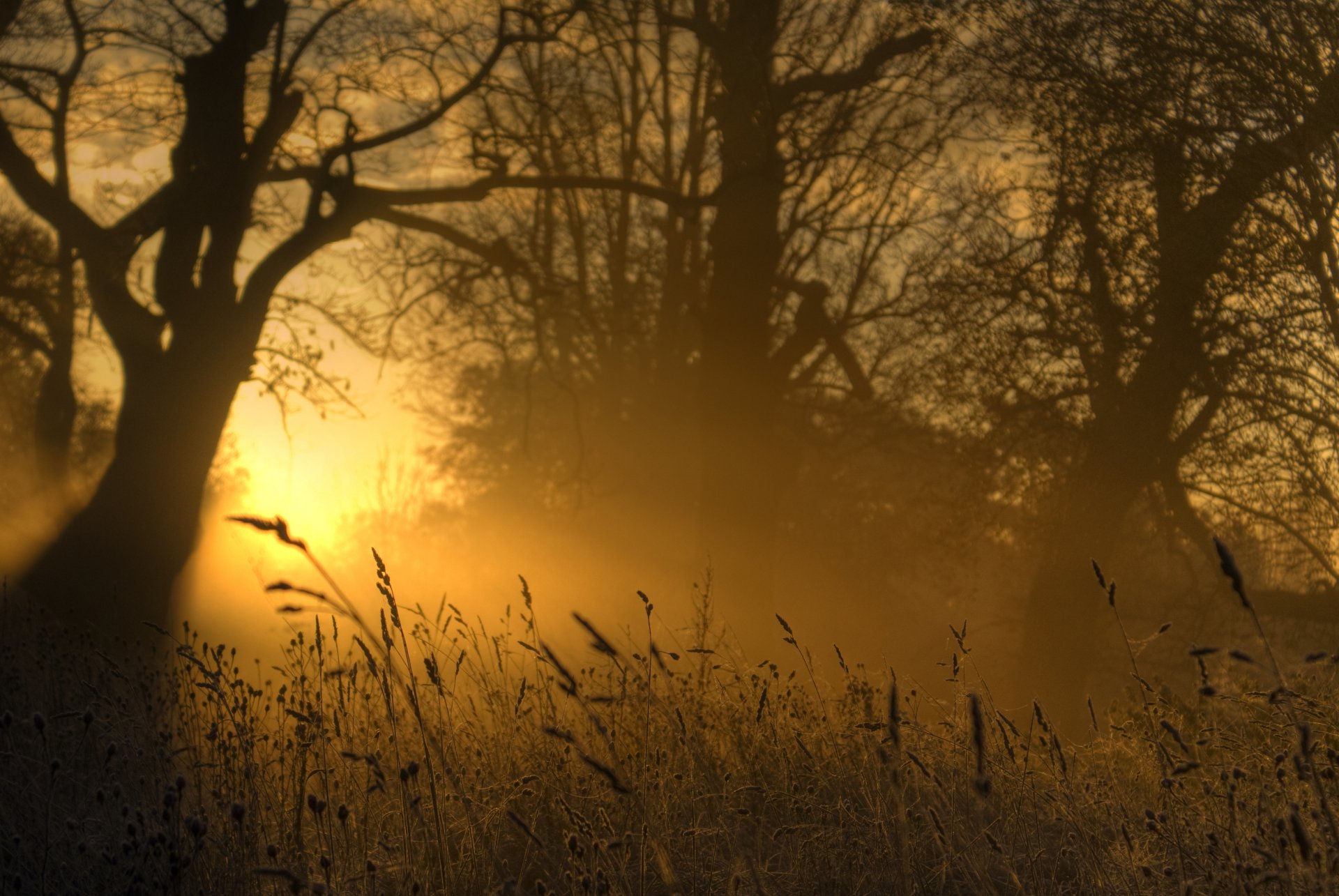 nature lumière or herbe soirée