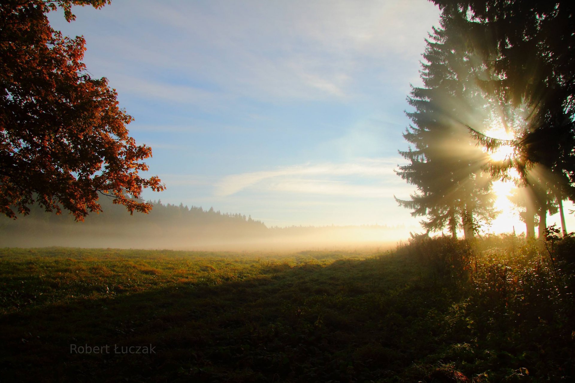 poranek las pole drzewa słońce promienie natura