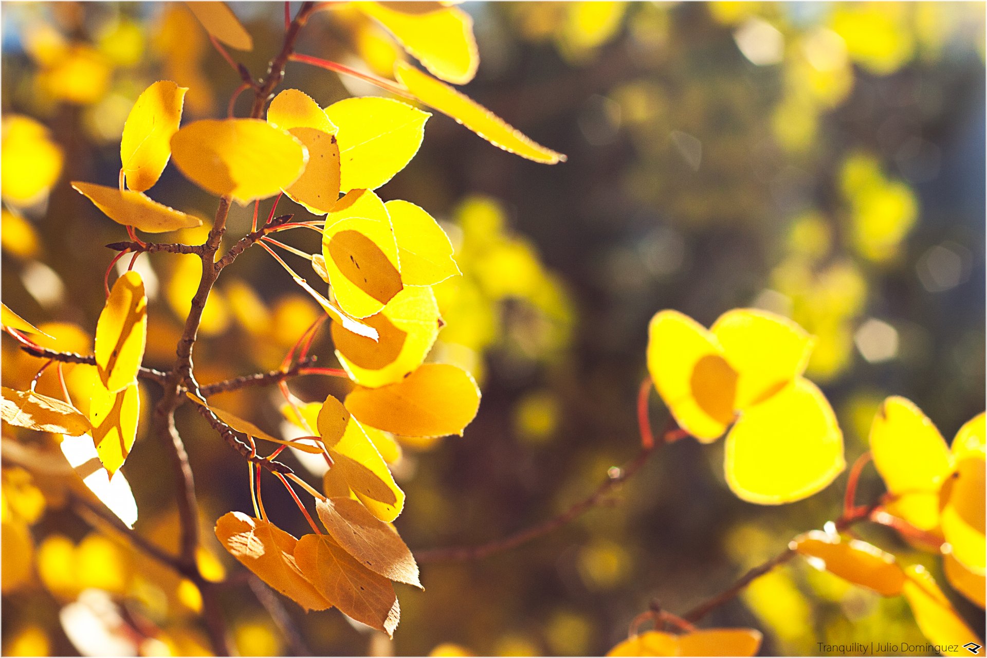 natura jesień żółte liście gałęzie liście bokeh