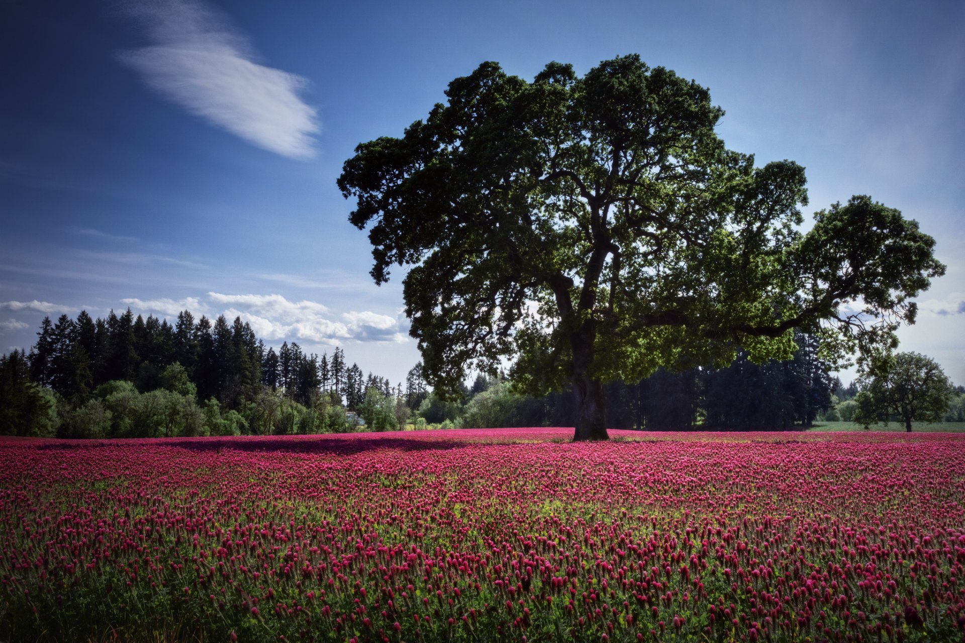 natura legno fiori campo