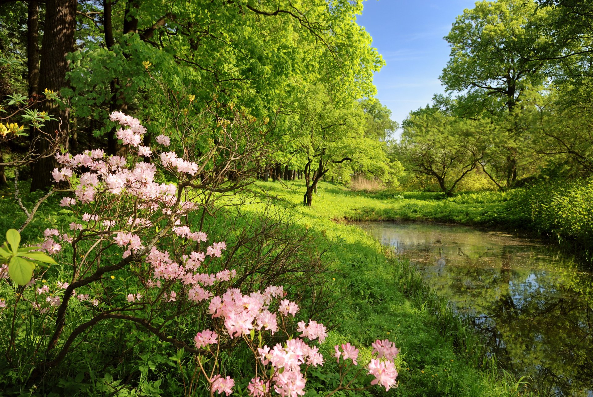 foresta fiori alberi