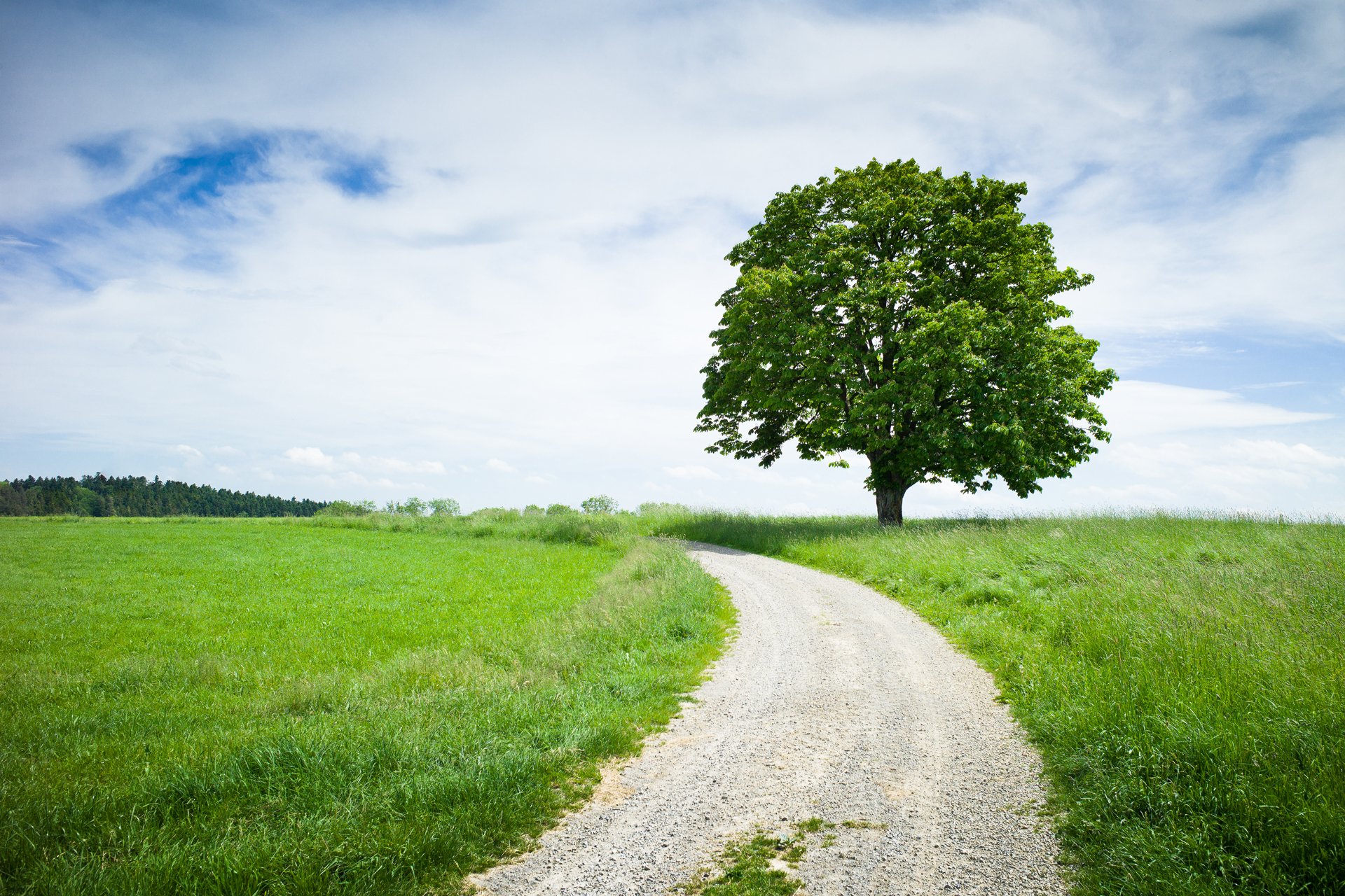 natur baum kastanie straße wiesen sommer