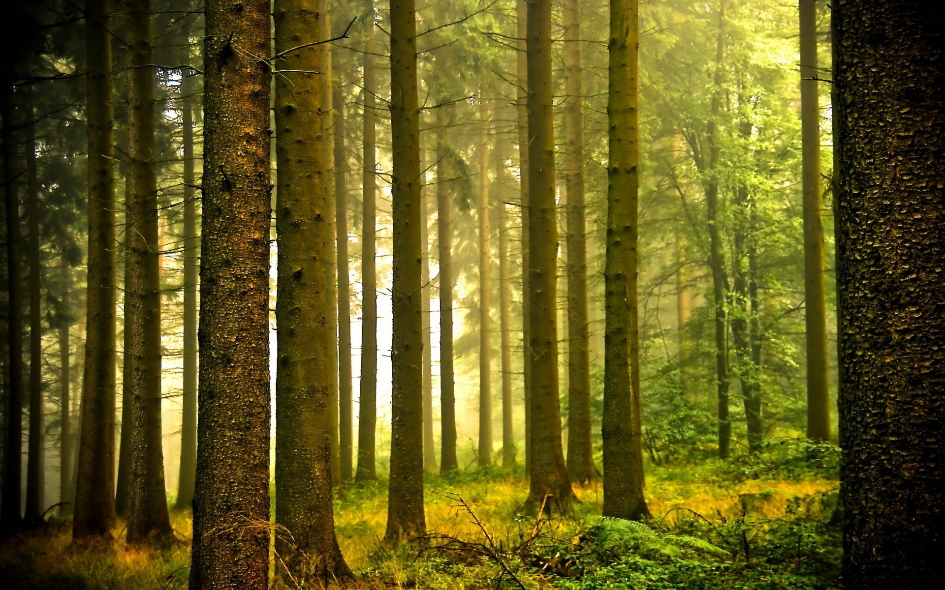 forêt lumière nature