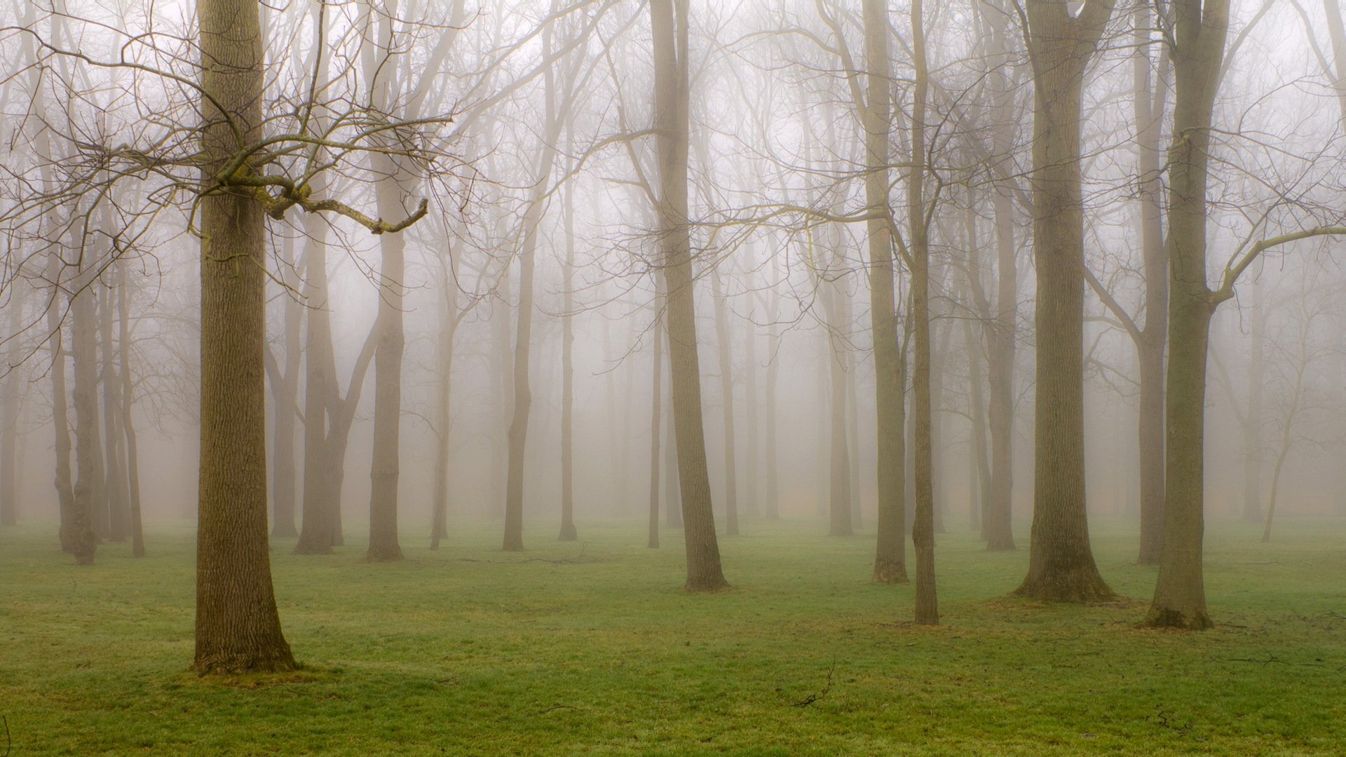 parque árboles niebla naturaleza