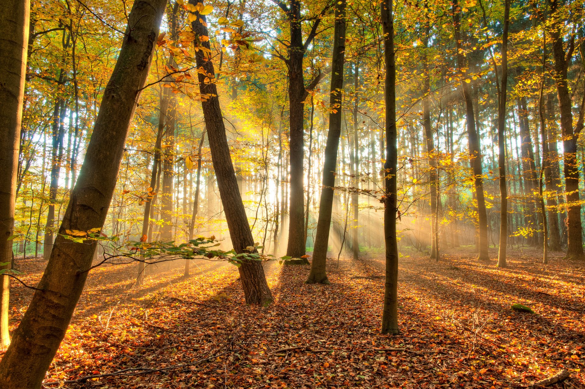 natura las jesień drzewa światło