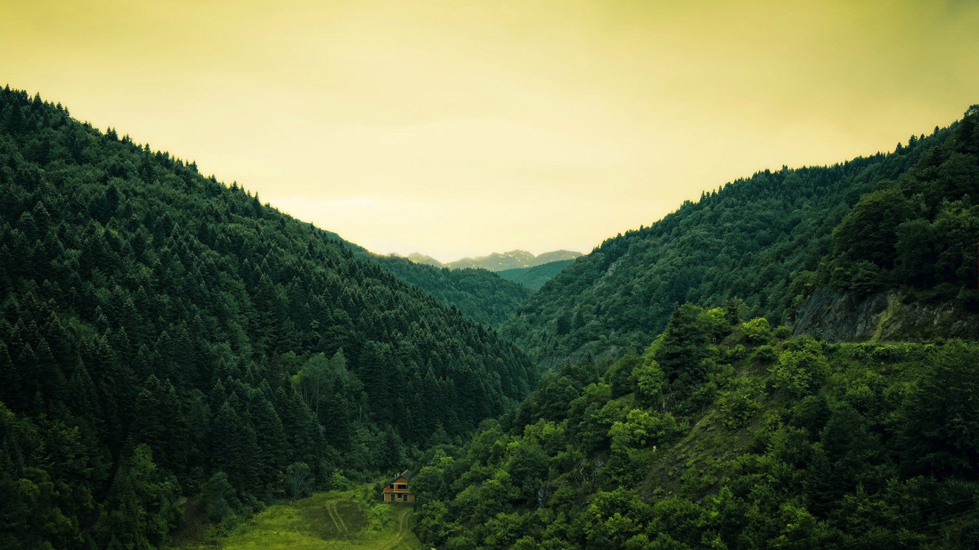 natura colline foresta alberi casa