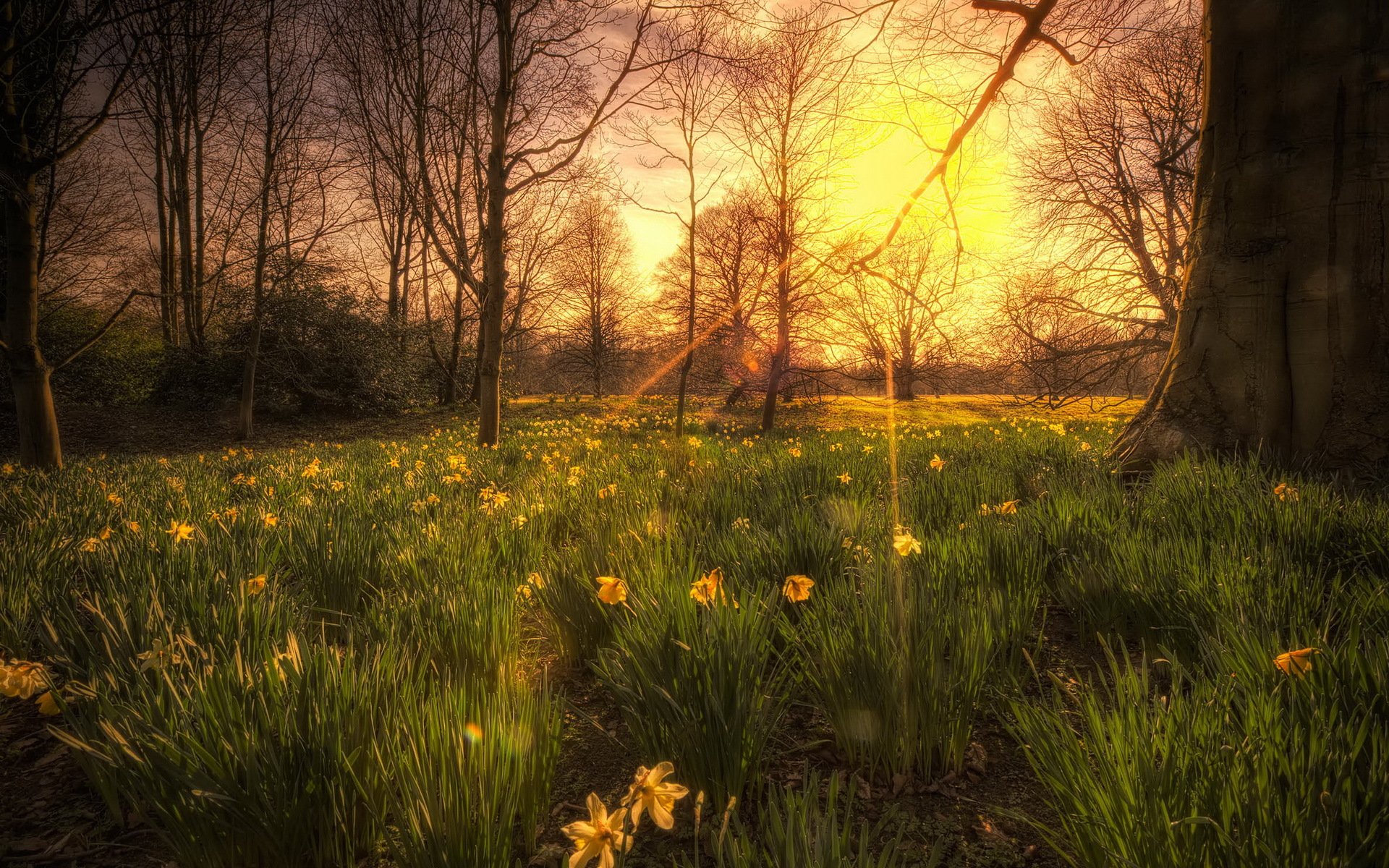 coucher de soleil lumière fleurs arbres nature