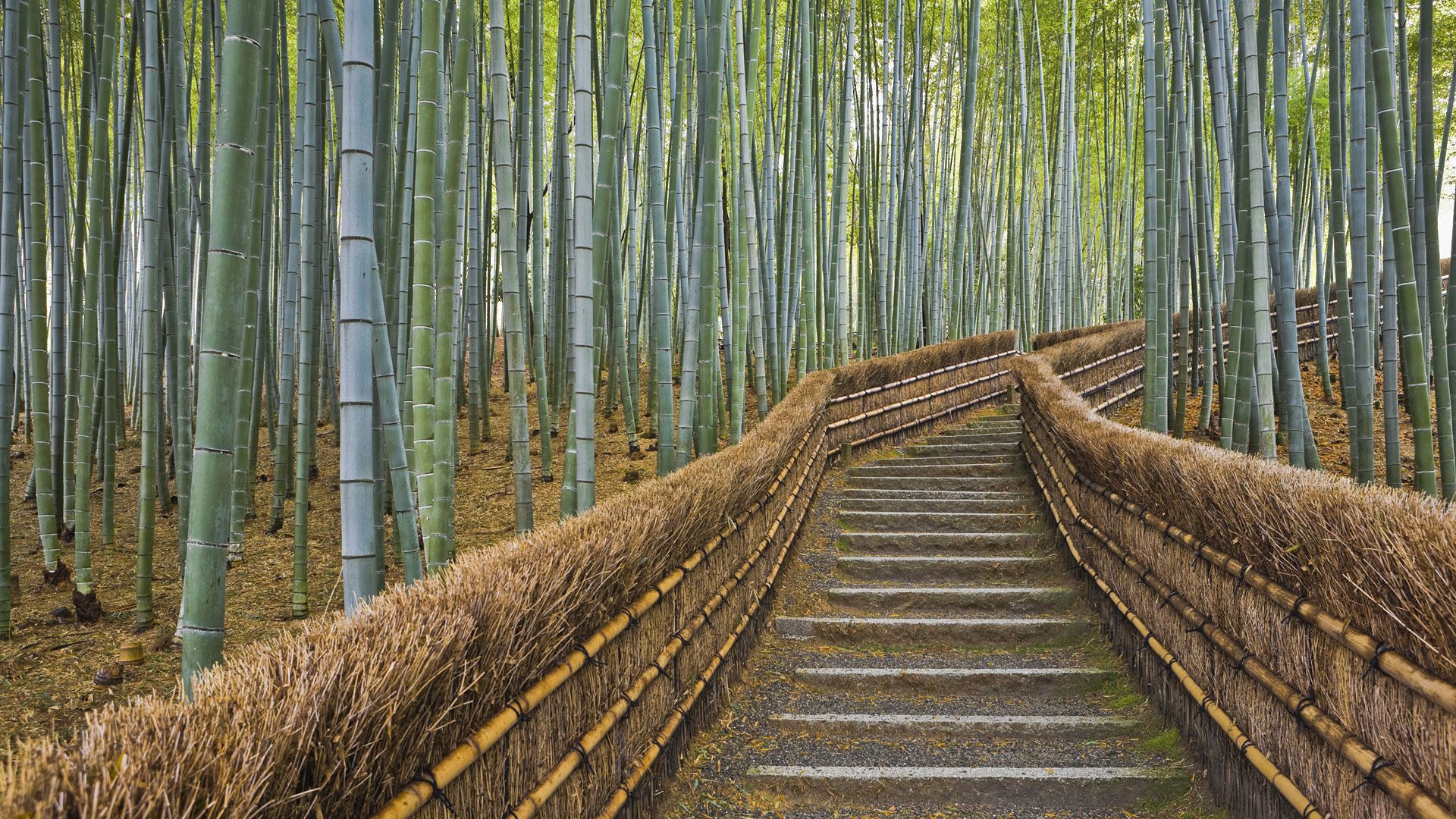 bambou sentier kyoto japon clôture