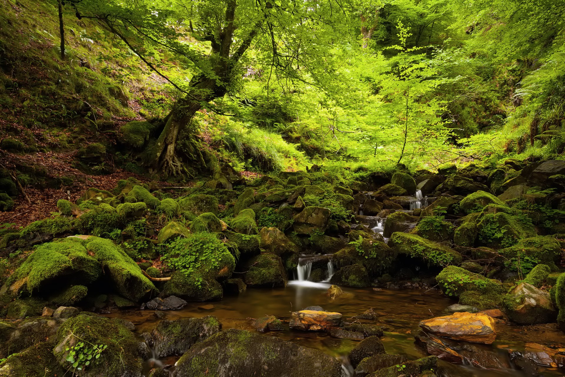 naturaleza verano bosque rocas musgo arroyo árboles sombra