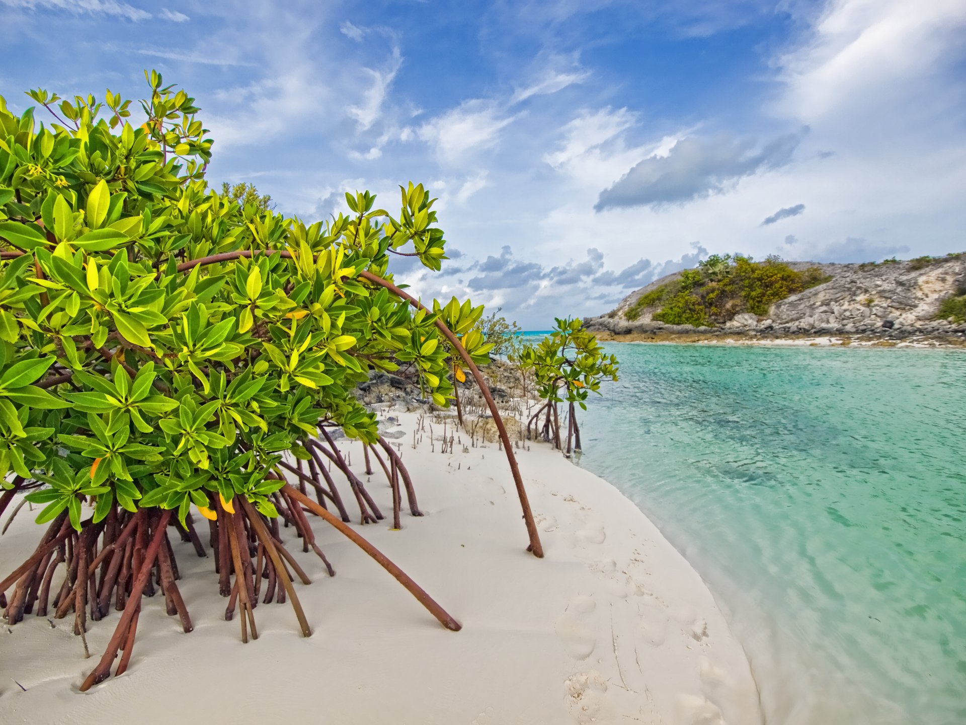 petit long island bahamas mangrove plage mangrove arbres sable mer eau fourrés