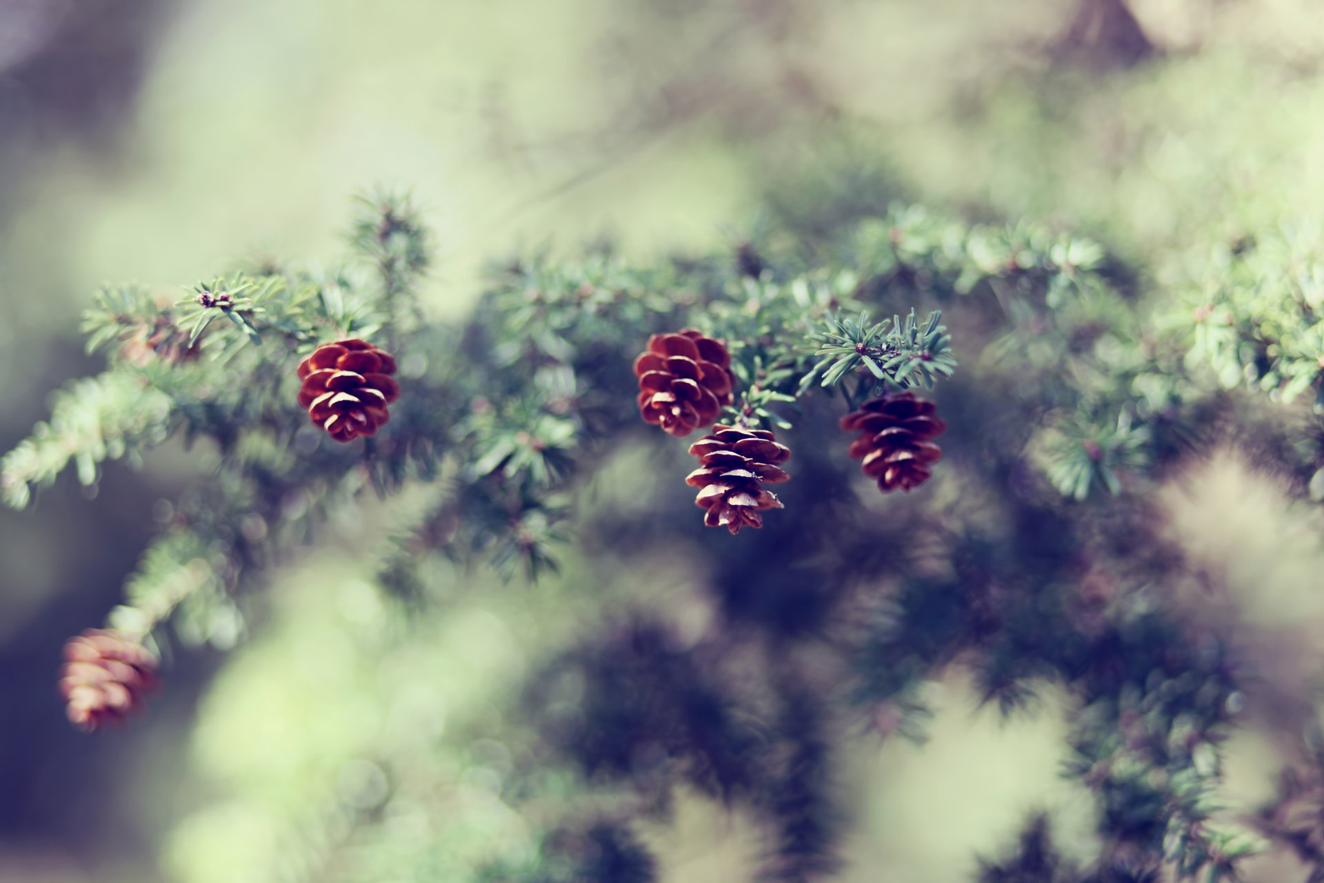 cone branch spruce needles nature blur focus bokeh