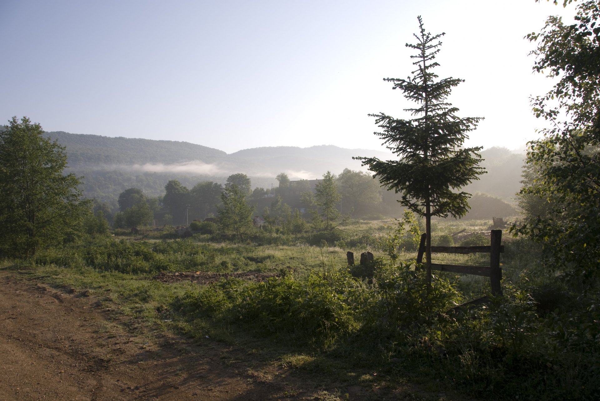 mattina nebbia montagne alberi paesaggio natura