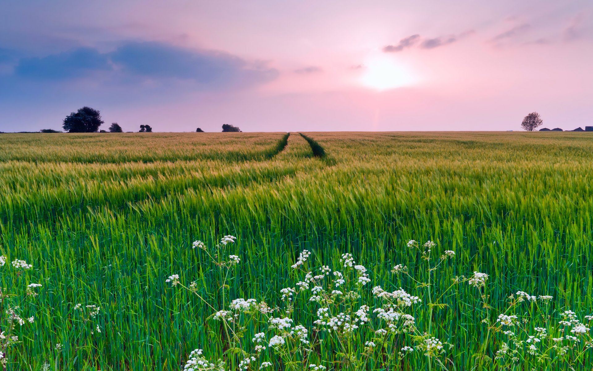 natura pole trawa kwiaty lato niebo chmury wieczór