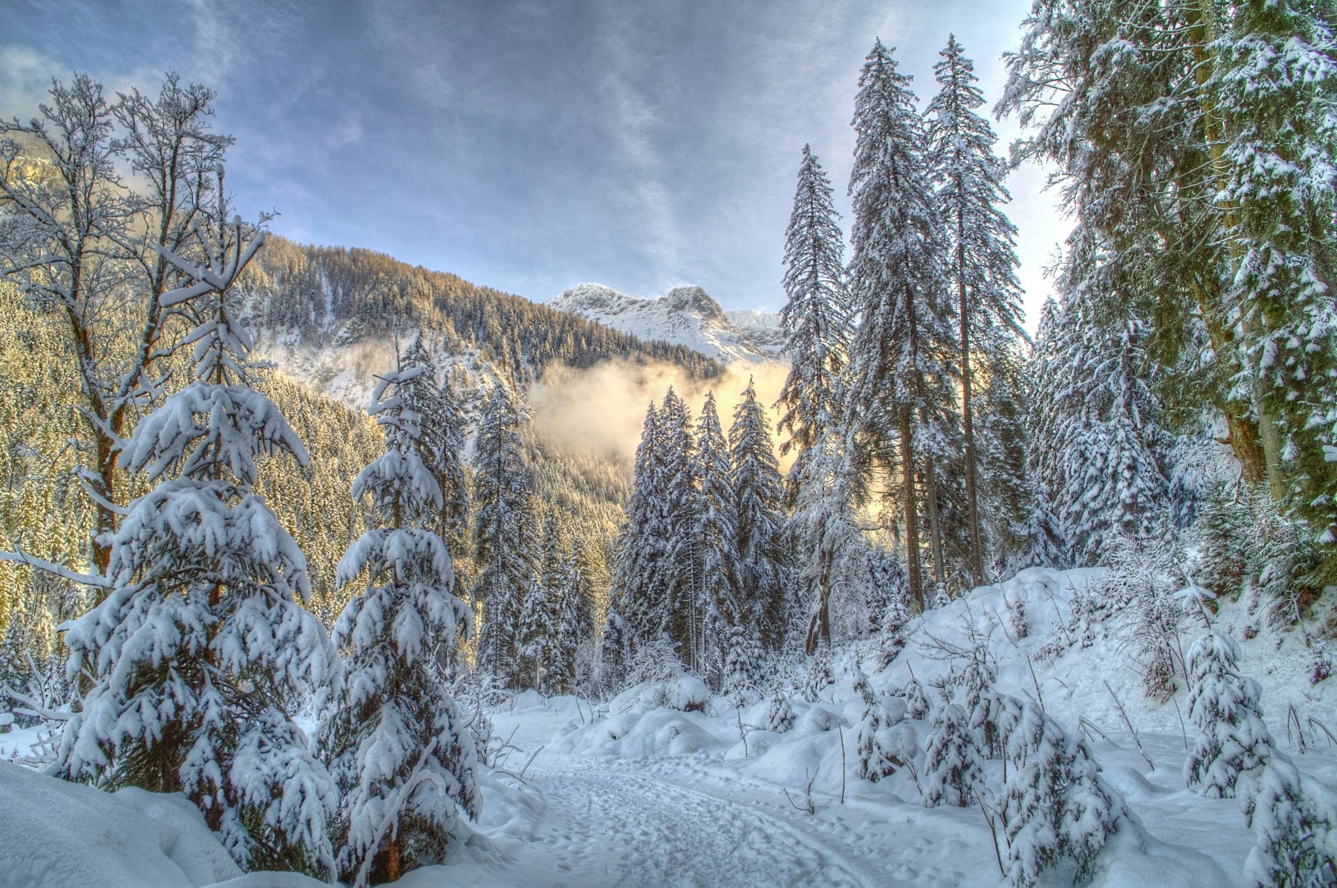 natura zima góry las śnieg