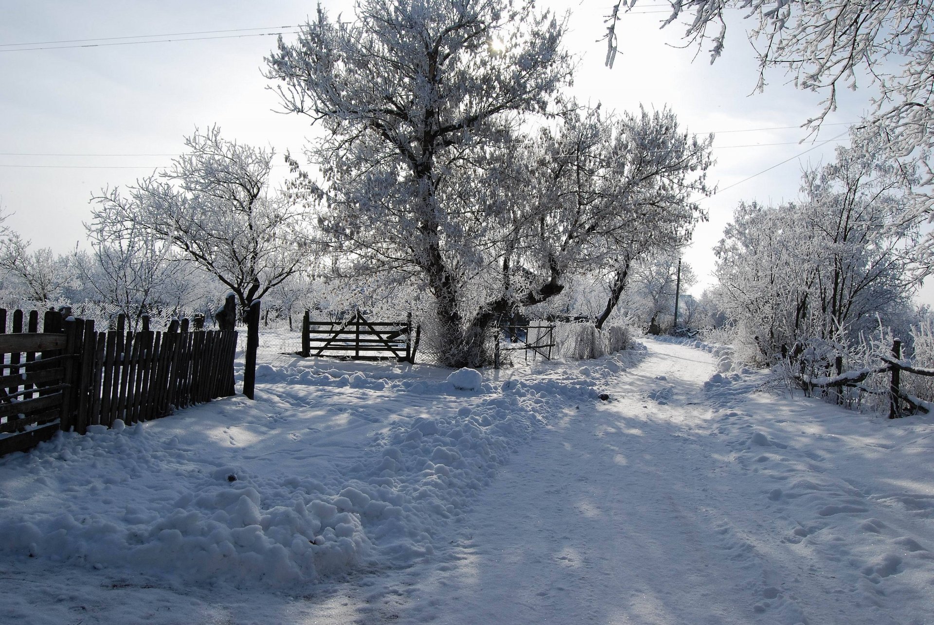 inverno neve albero sole ombra strada