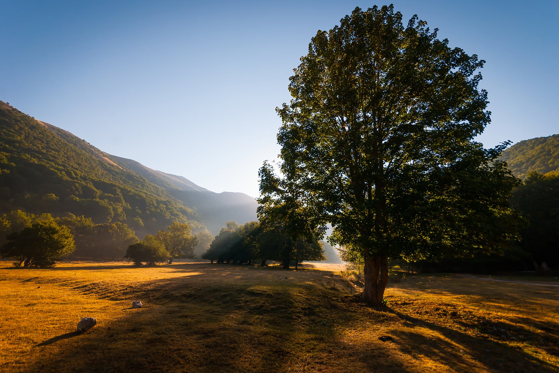 natura estate montagna cielo luce albero