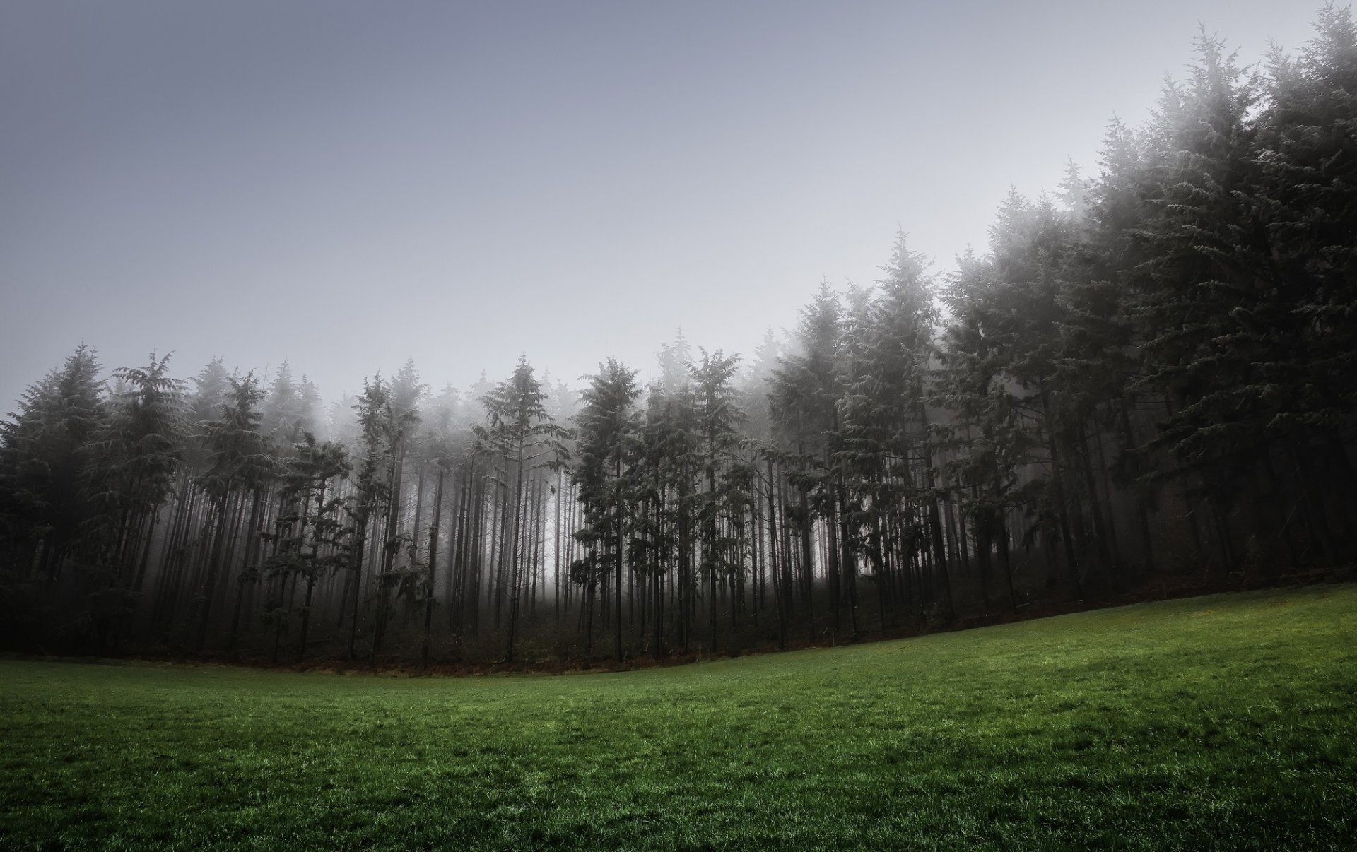 forêt brouillard herbe pelouse colline conifères épinette