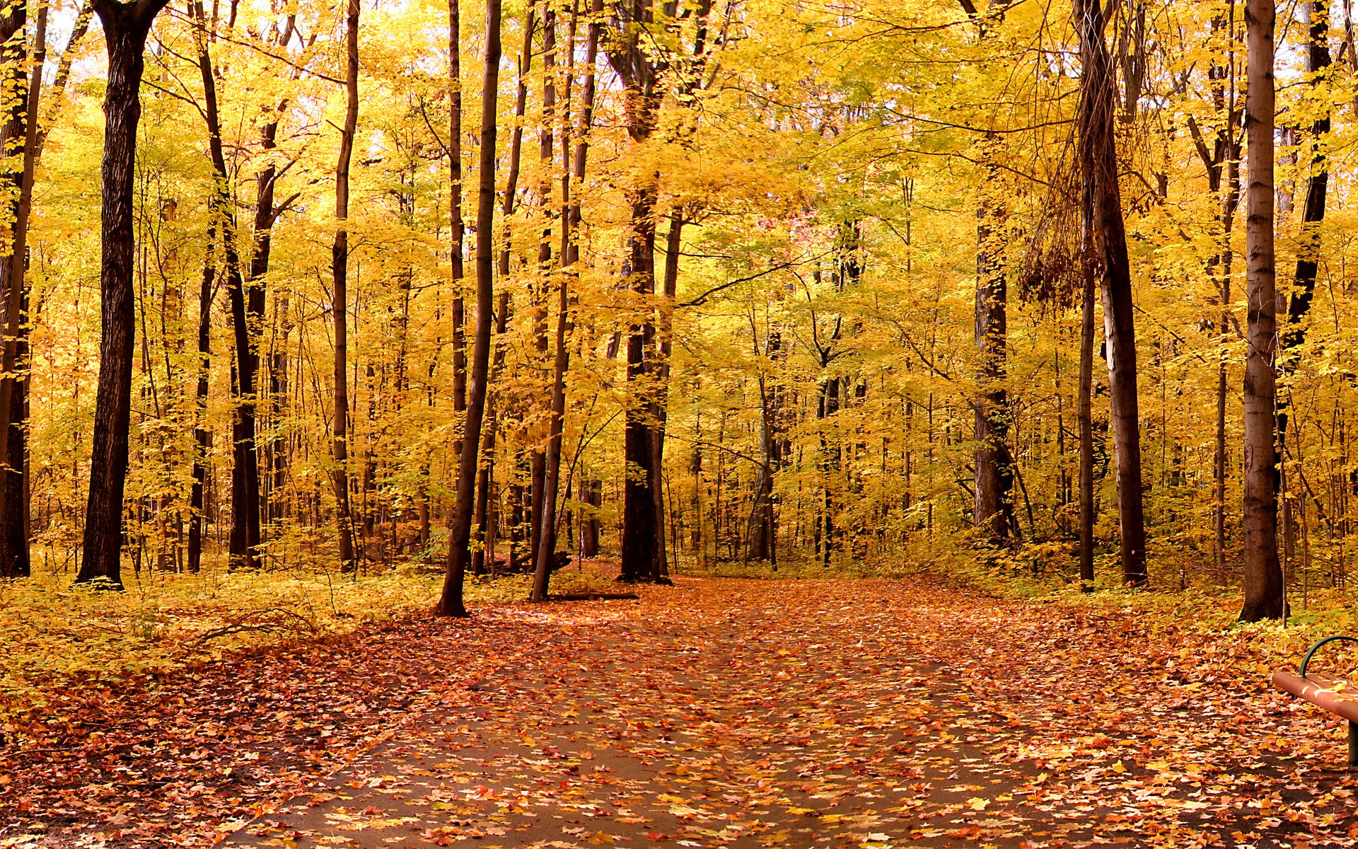 natur landschaft herbst bäume park blätter 1920x1200