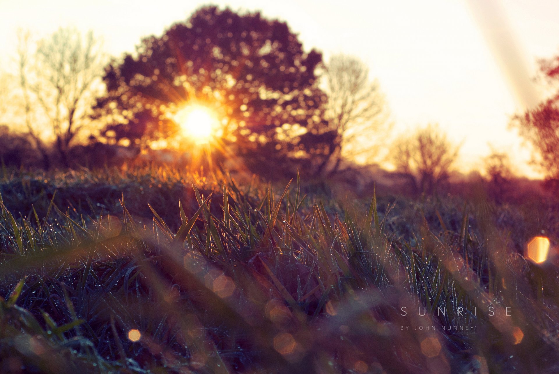 natur frühling morgen gras kapi sonne