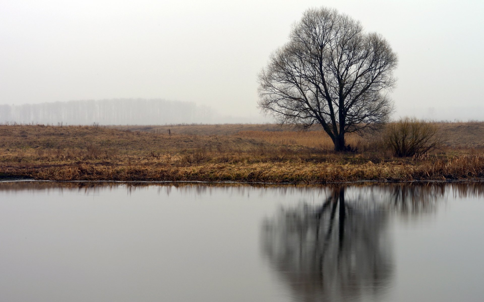 fiume albero natura