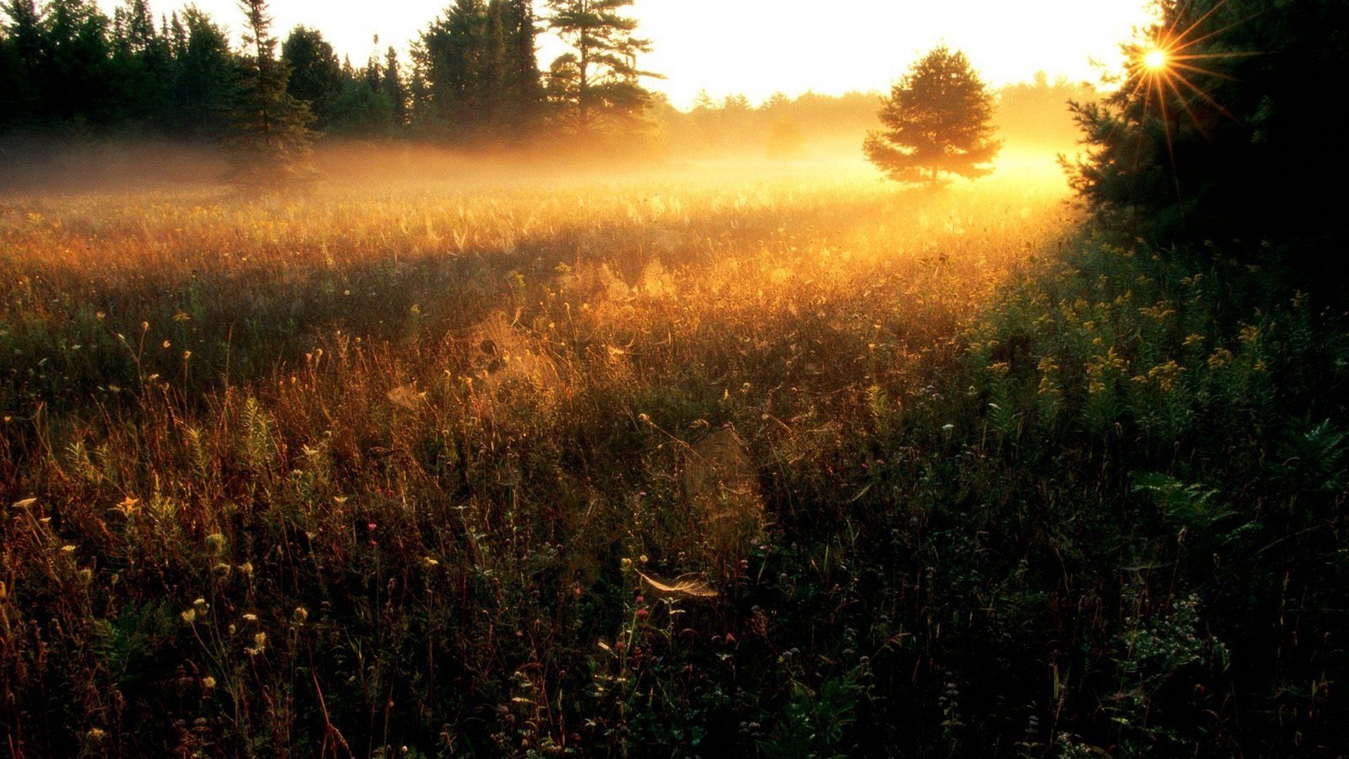 naturaleza paisaje hierba árboles sol