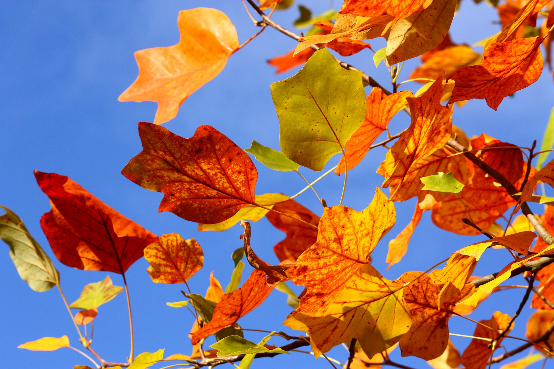 foglie autunno cielo albero rami rami giallo rosso